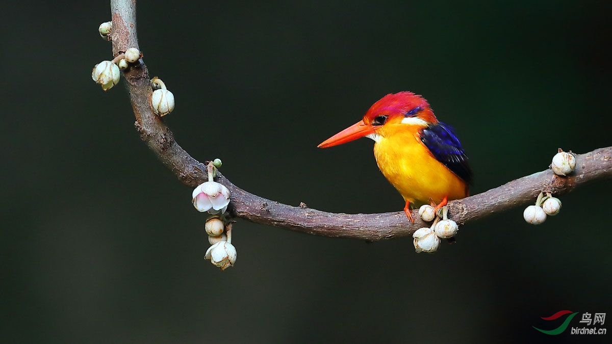 三趾翠鸟(荣获版主鸟类首页精华)