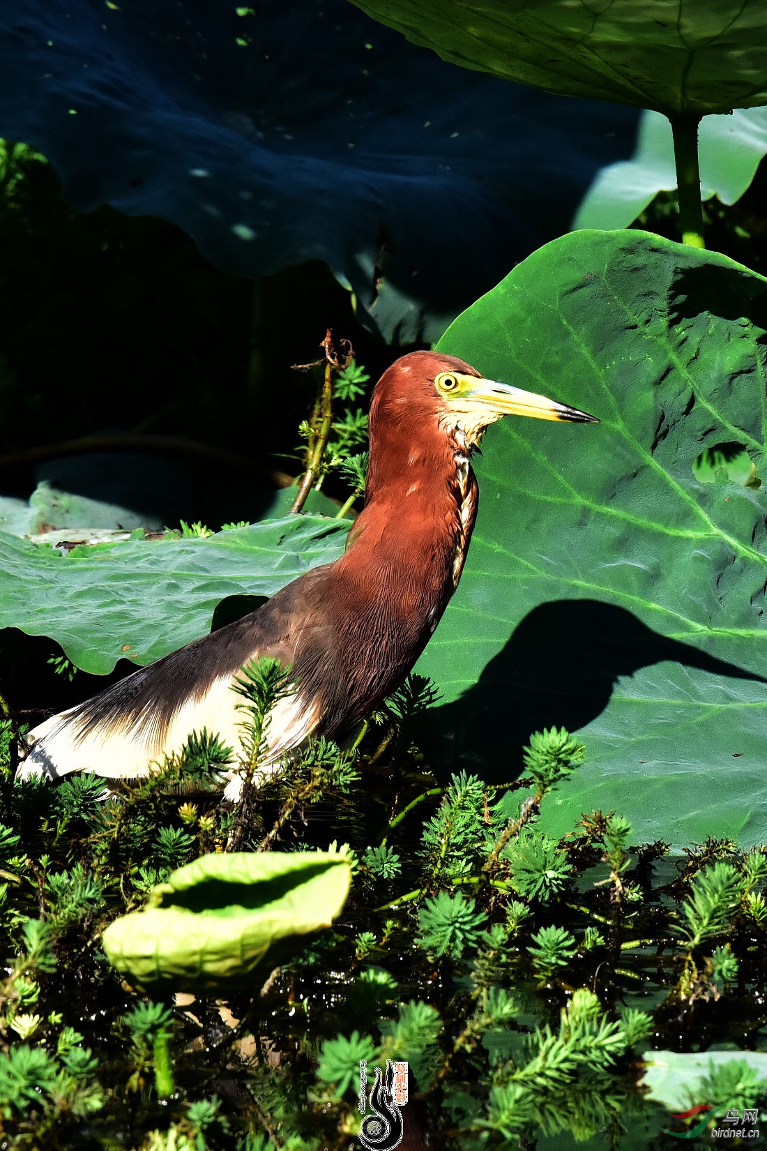 DSC_9541.JPG