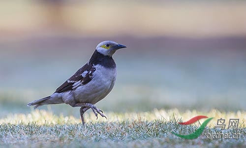 AM3T4530.jpg~s.jpg
