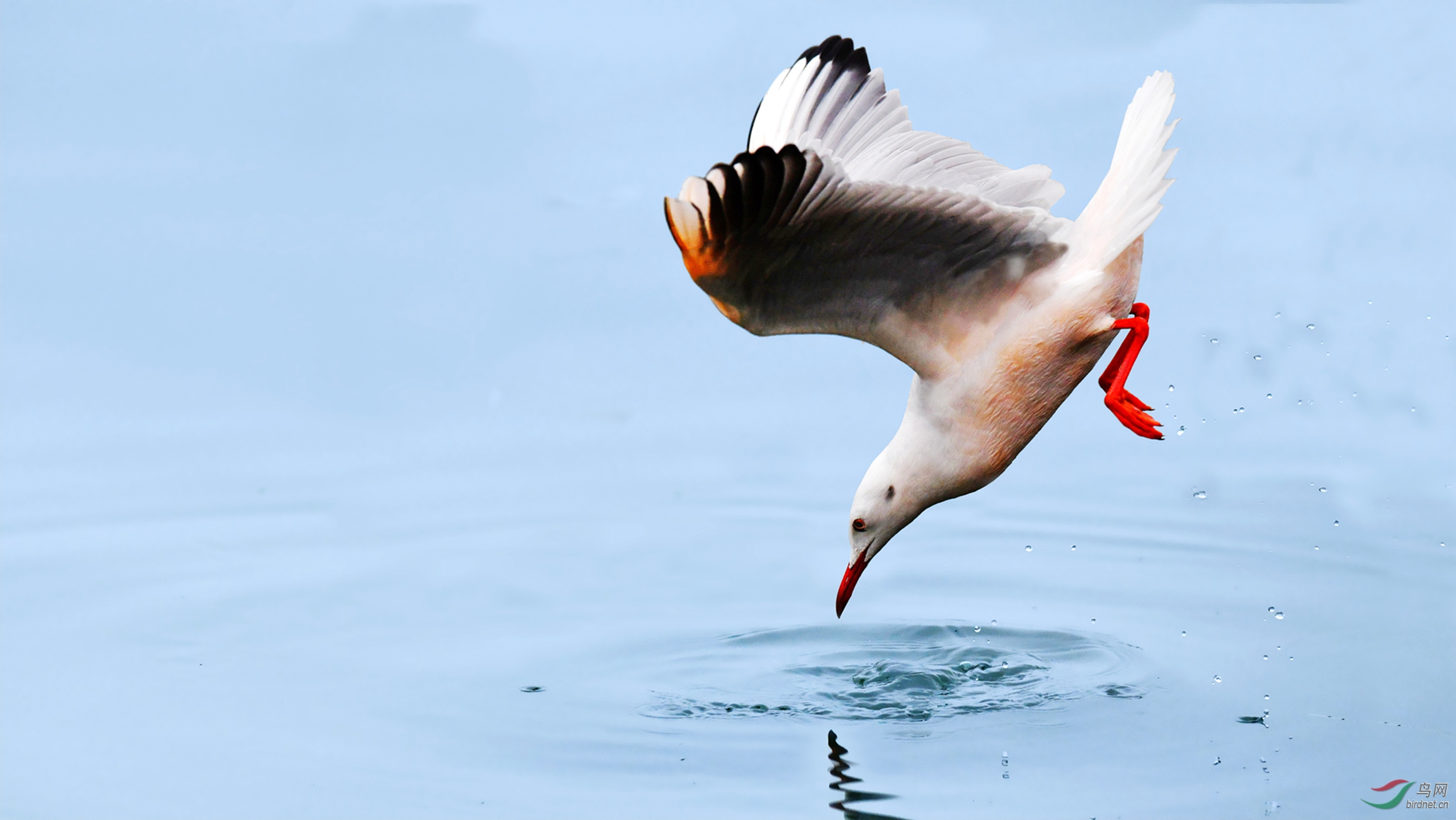 细嘴鸥俯冲入水