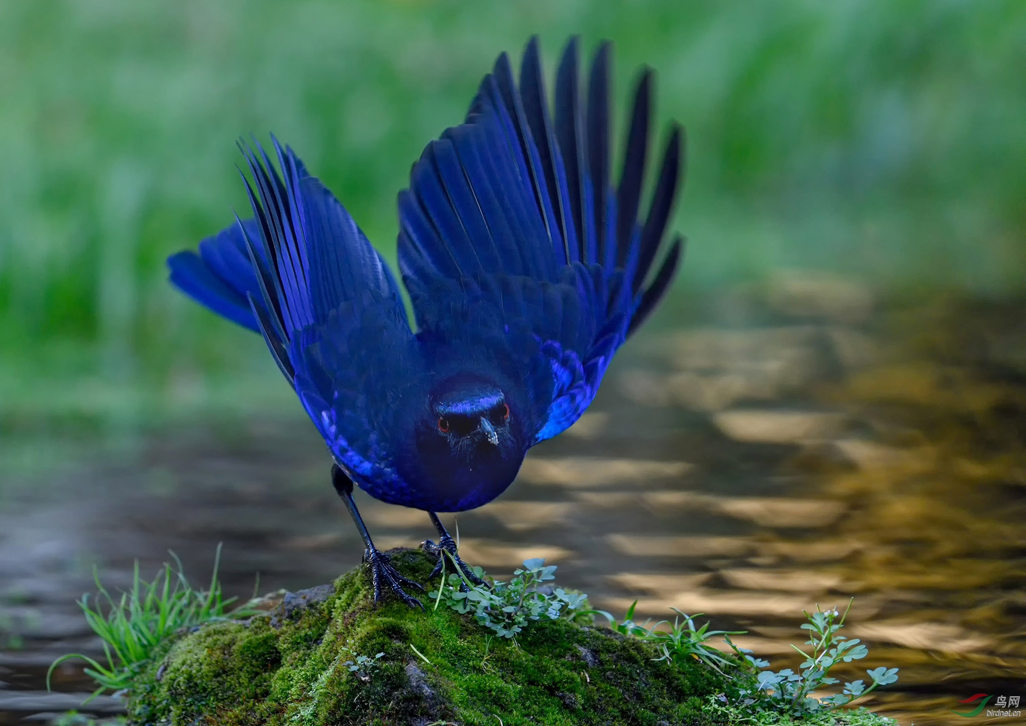 《台湾紫啸鸫》(祝贺荣获首页鸟类精华)