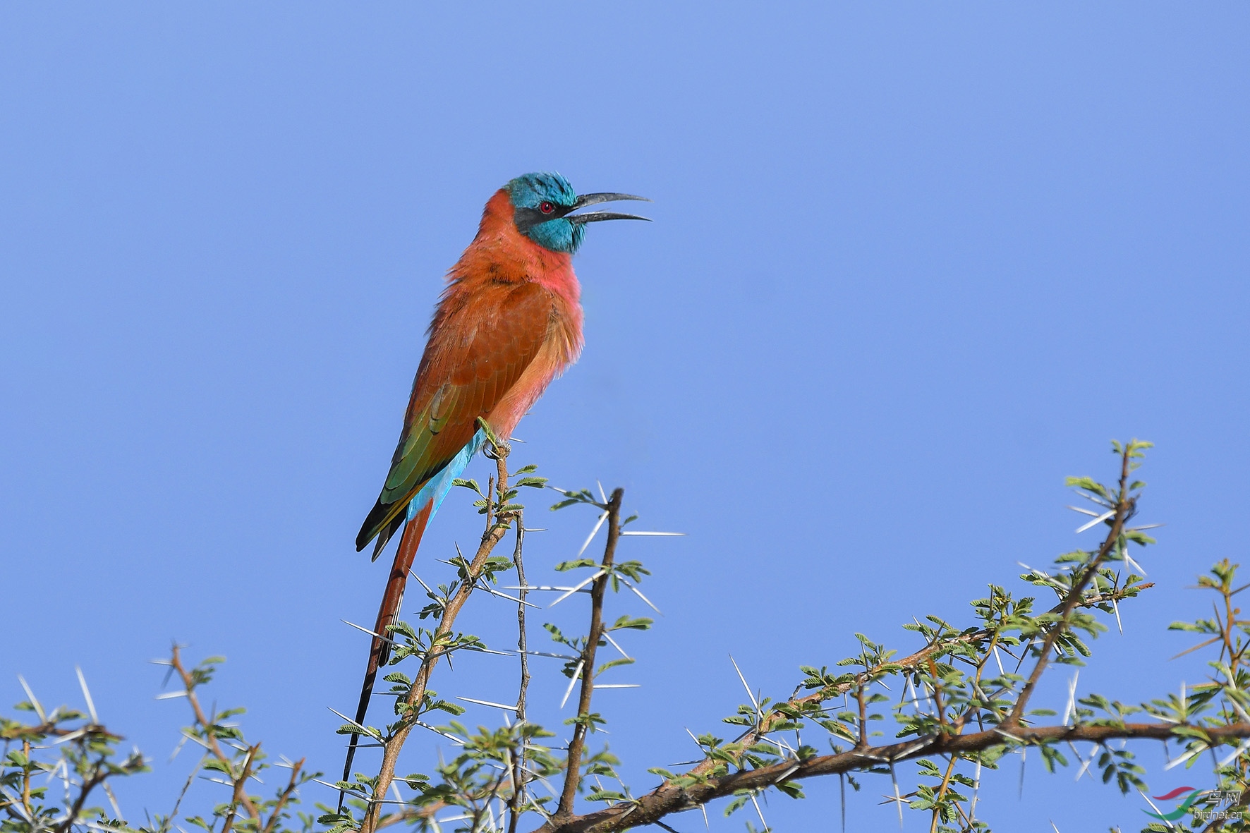 洋红蜂虎荣获首页精华