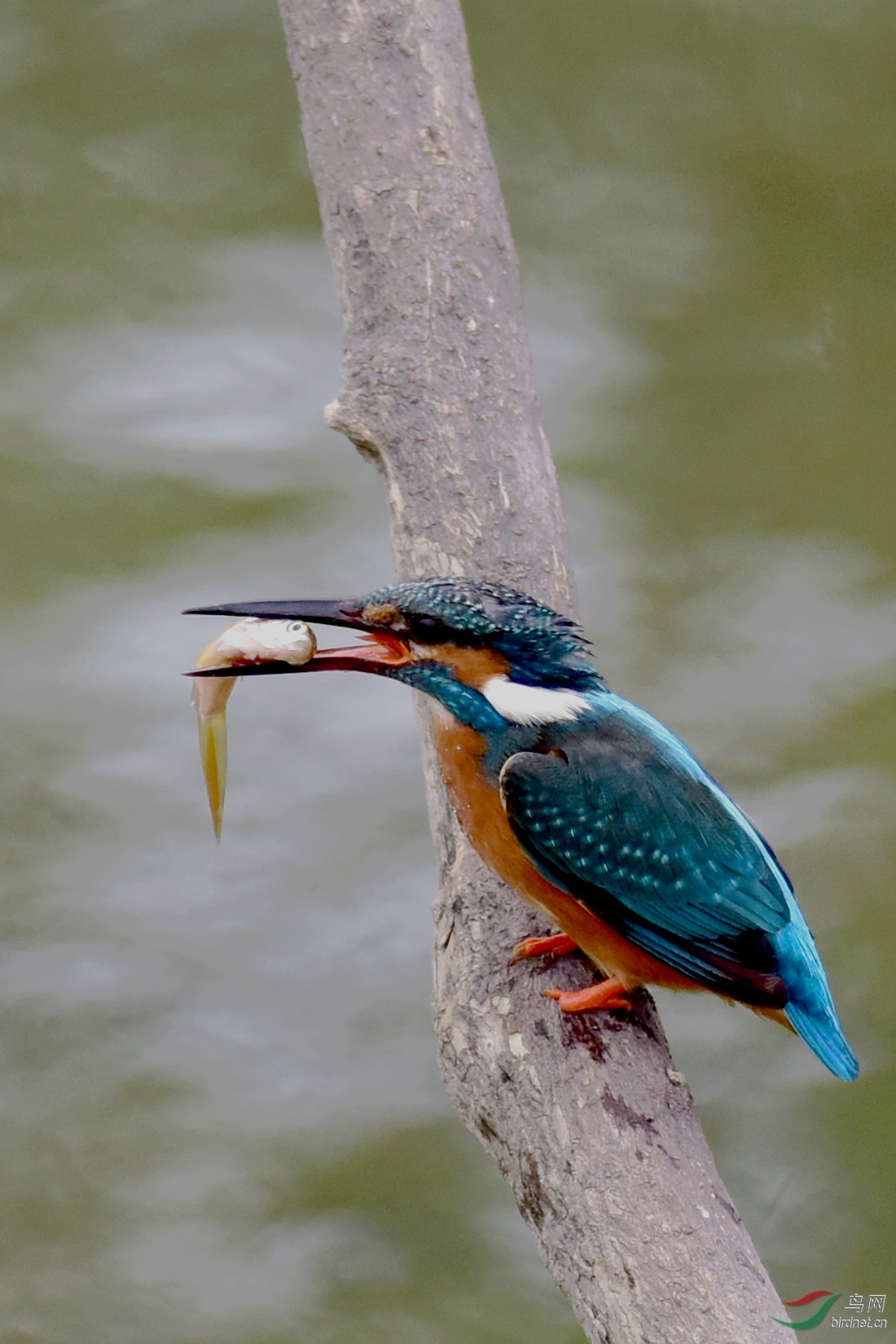 DSC_0052.JPG
