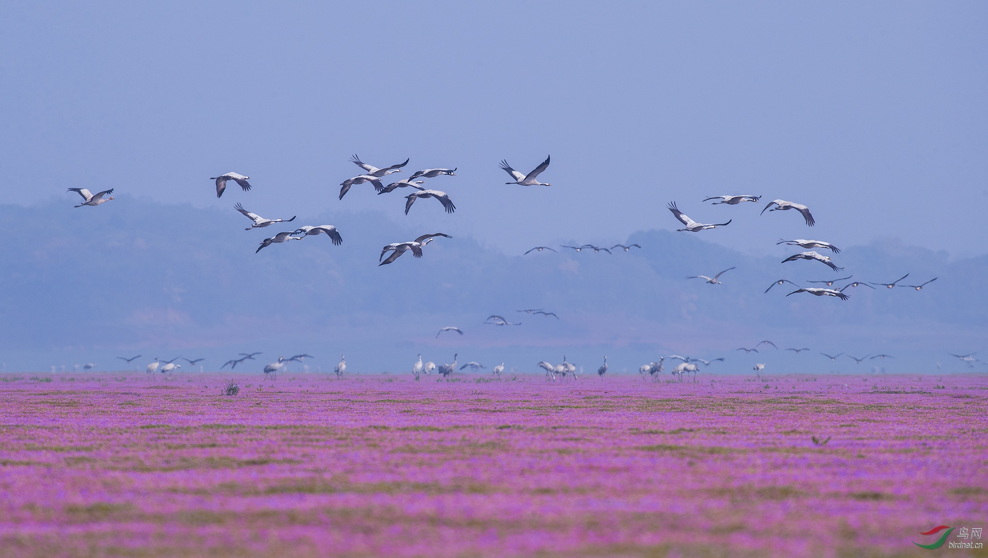 早安鳥網——歡樂的鄱陽湖花海溼地