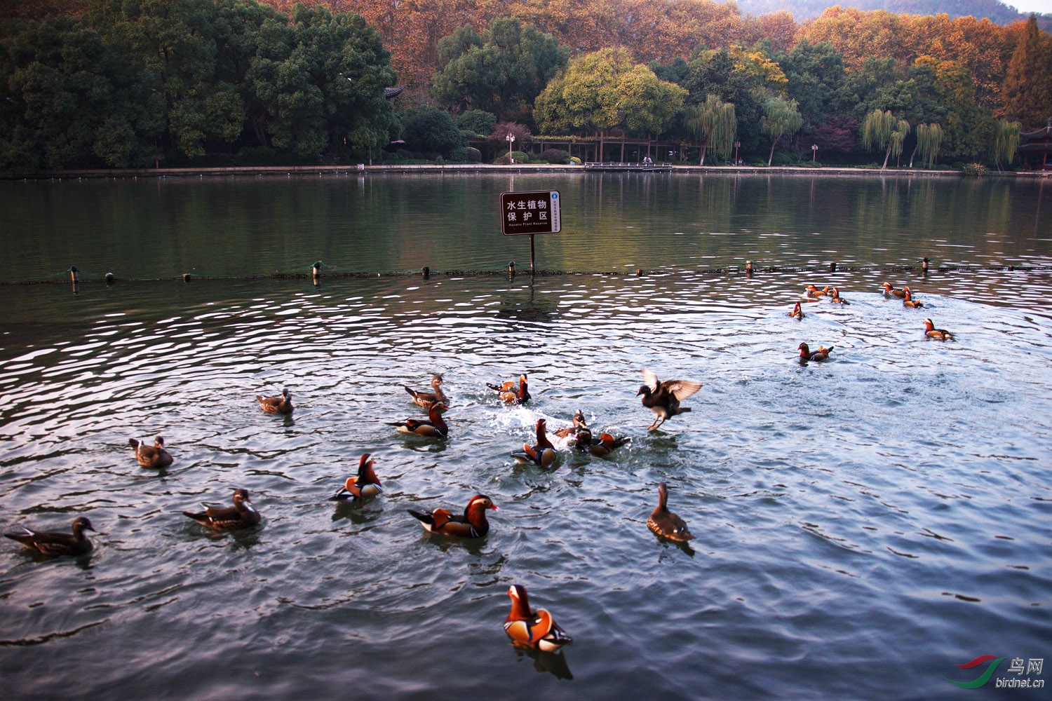西湖鸳鸯 - 野生动物风光版鸟网