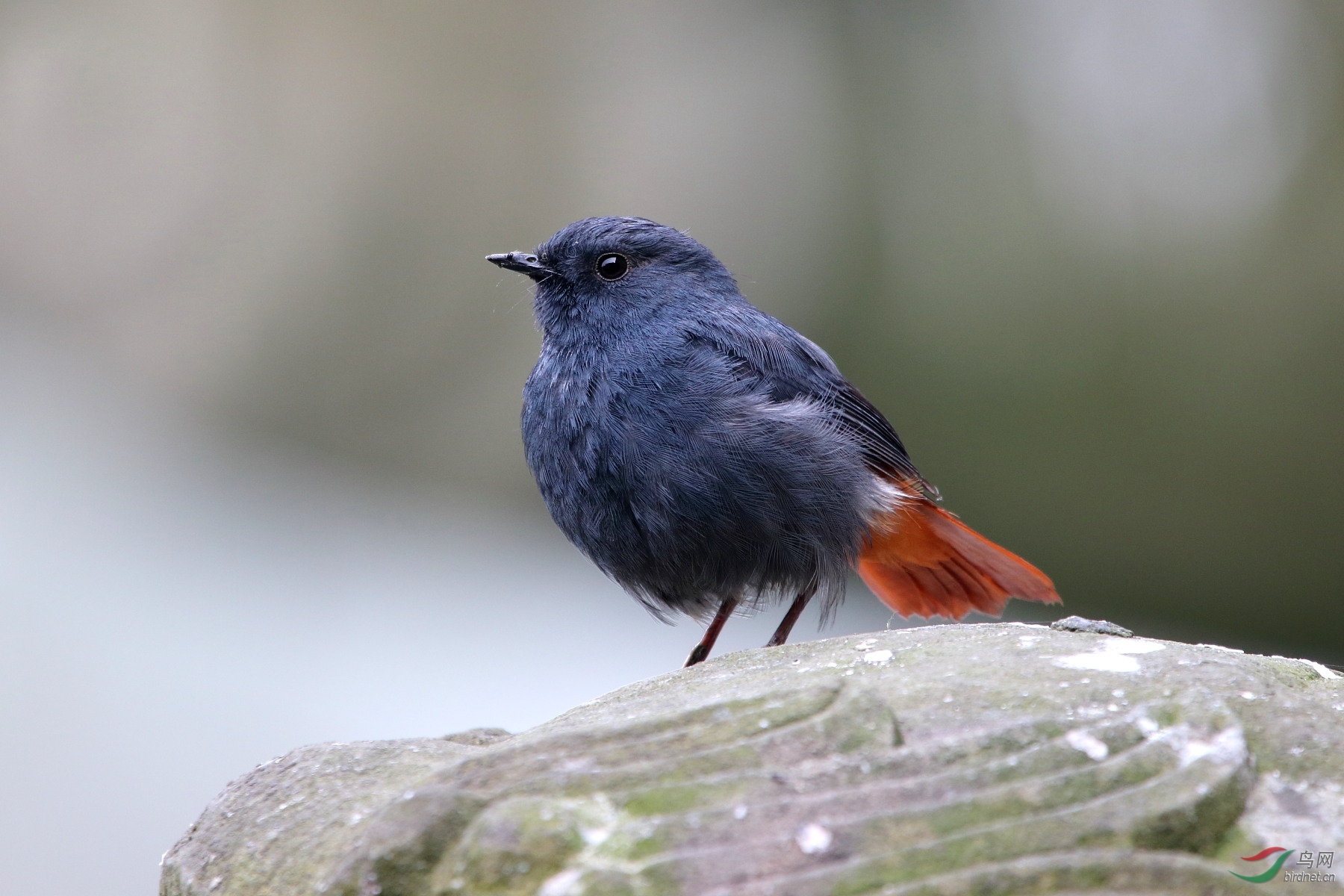恭喜老师入手80d,佳能拍鸟的小众机型.8米