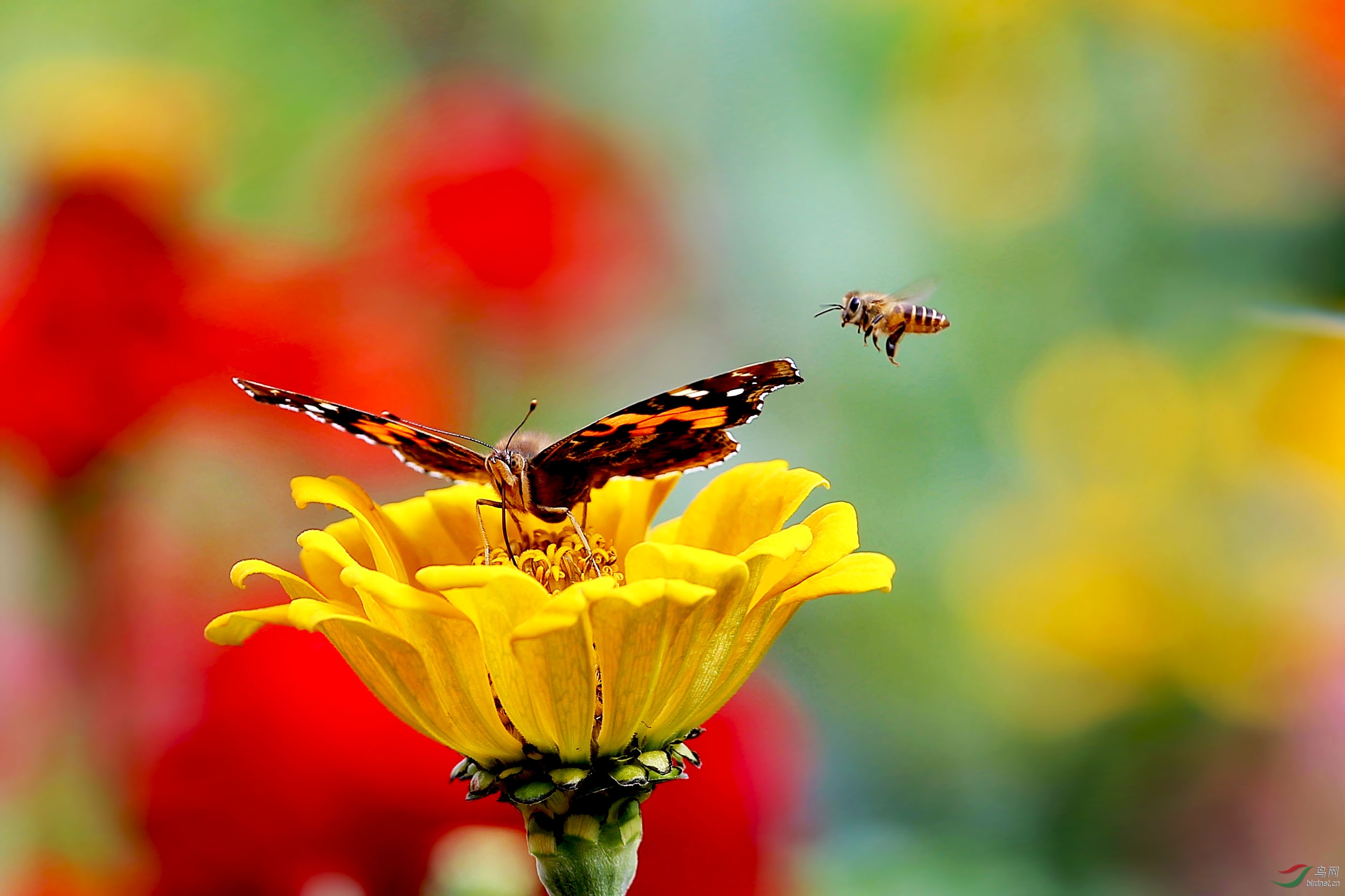蜂蝶采花的图片图片
