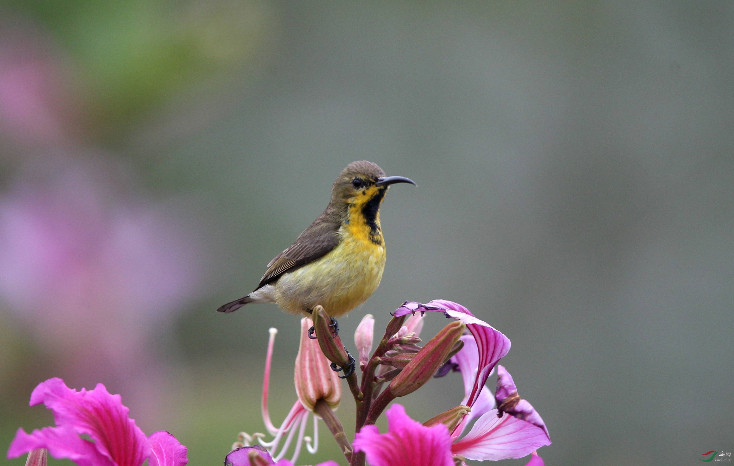 黃腹花蜜鳥