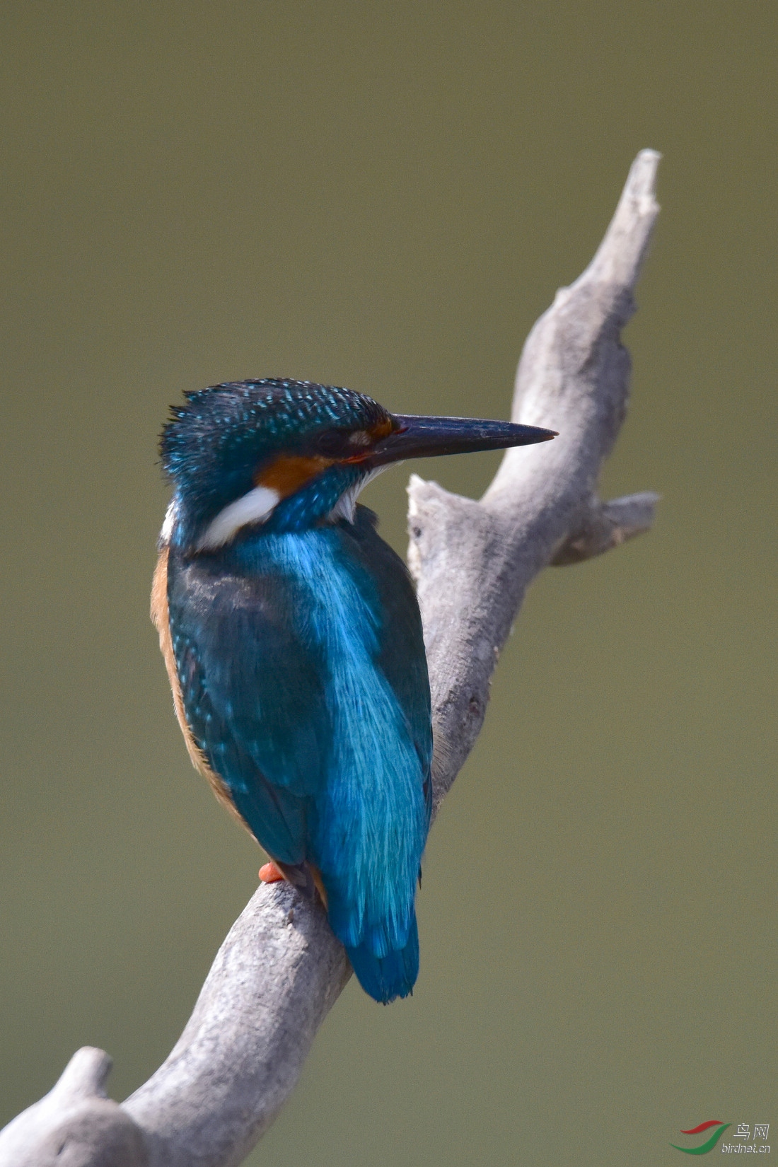 DSC_0059.JPG
