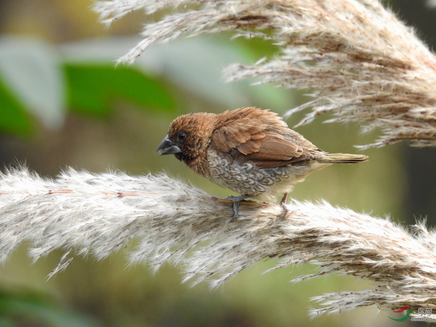 ȥ��p900s���� 4��