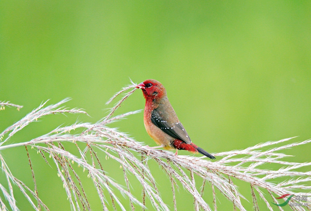 红梅花雀【贺获鸟类精华】