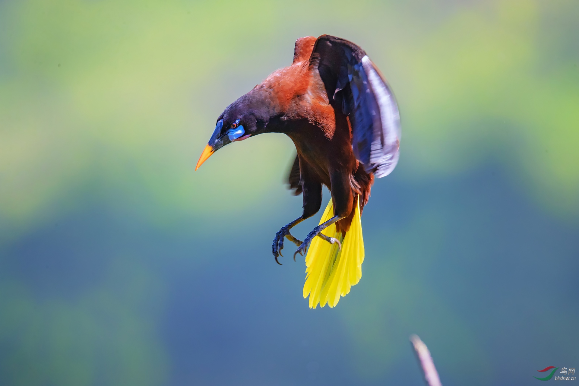 褐拟棕鸟(祝贺荣获首页鸟类精华)