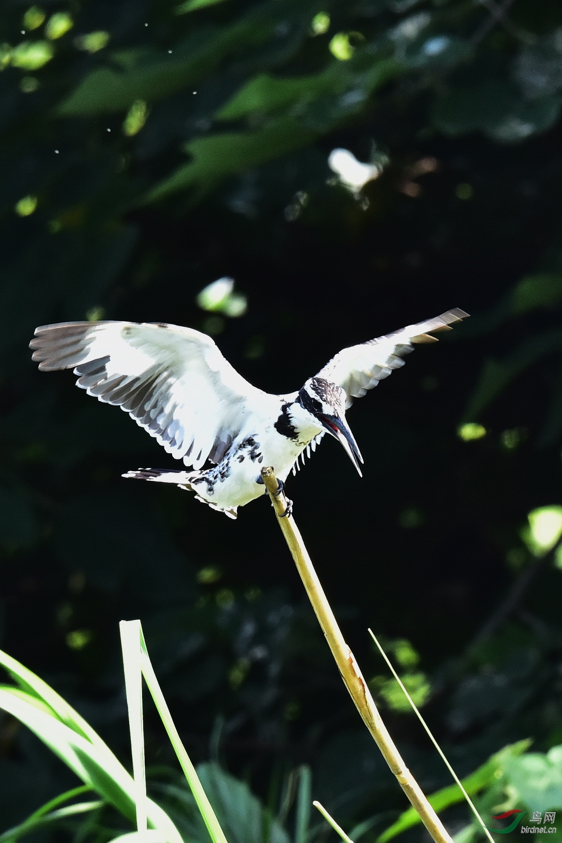 DSC_0064.JPG