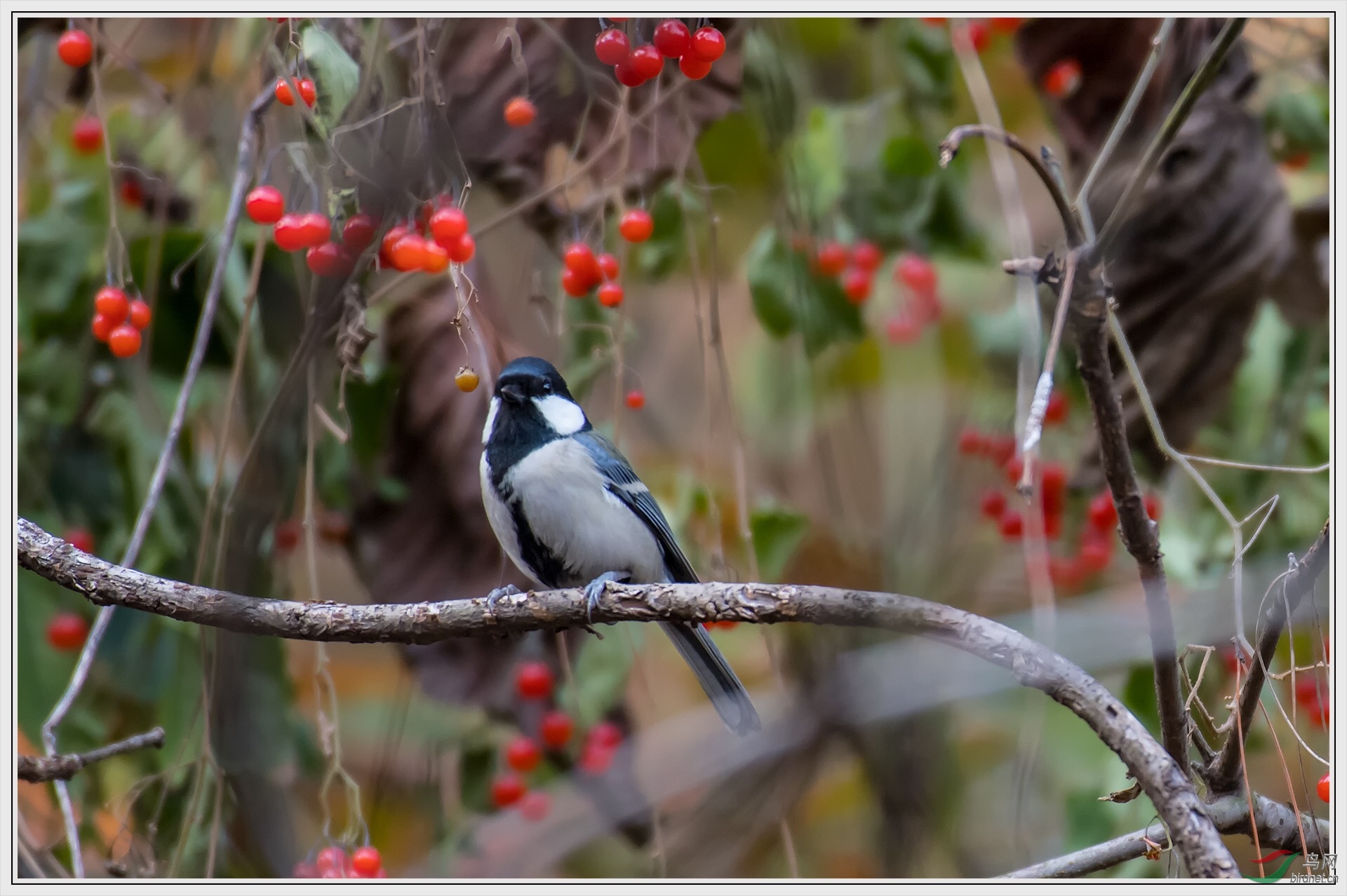 12-3�״������