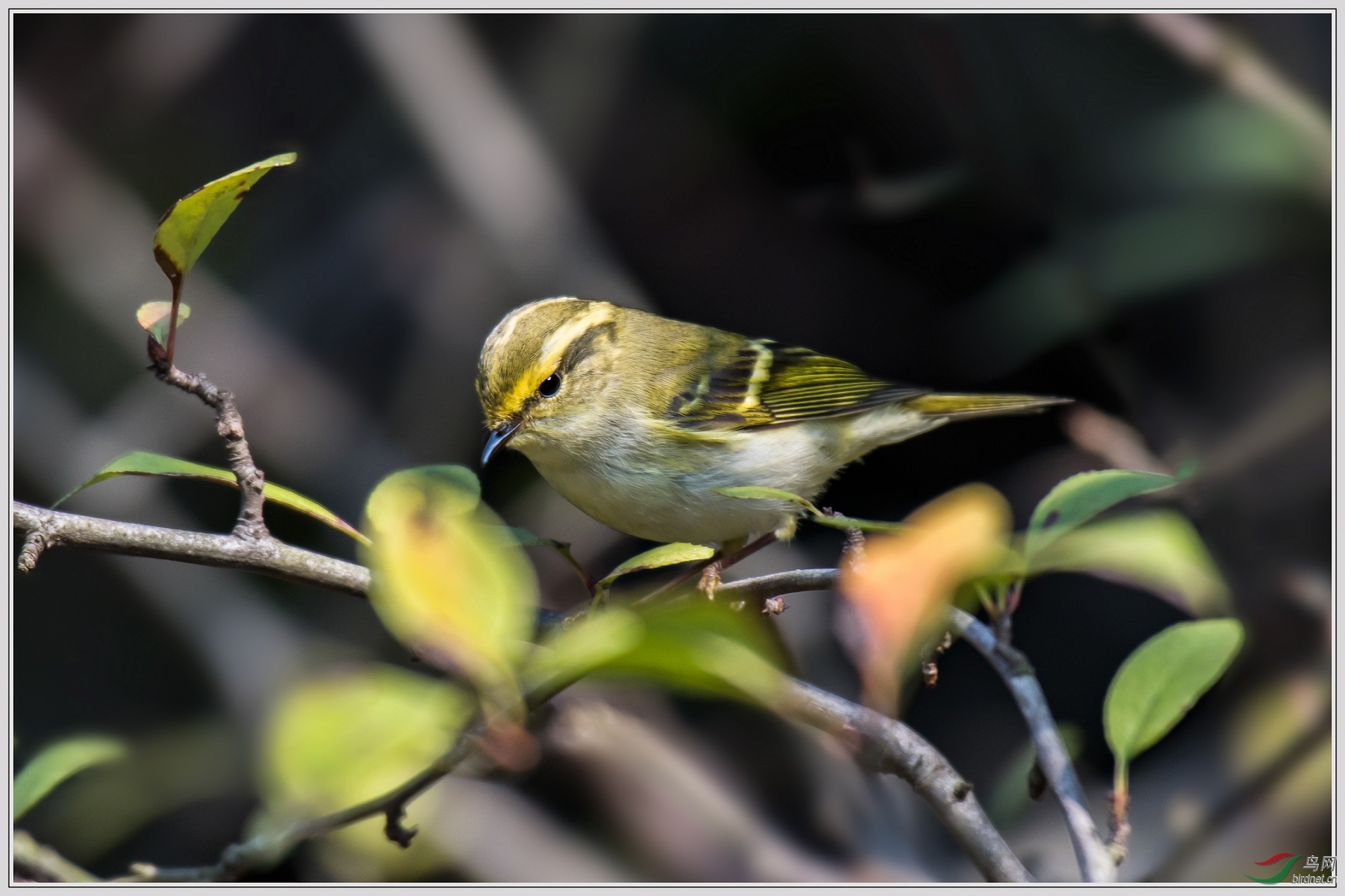 7�״������