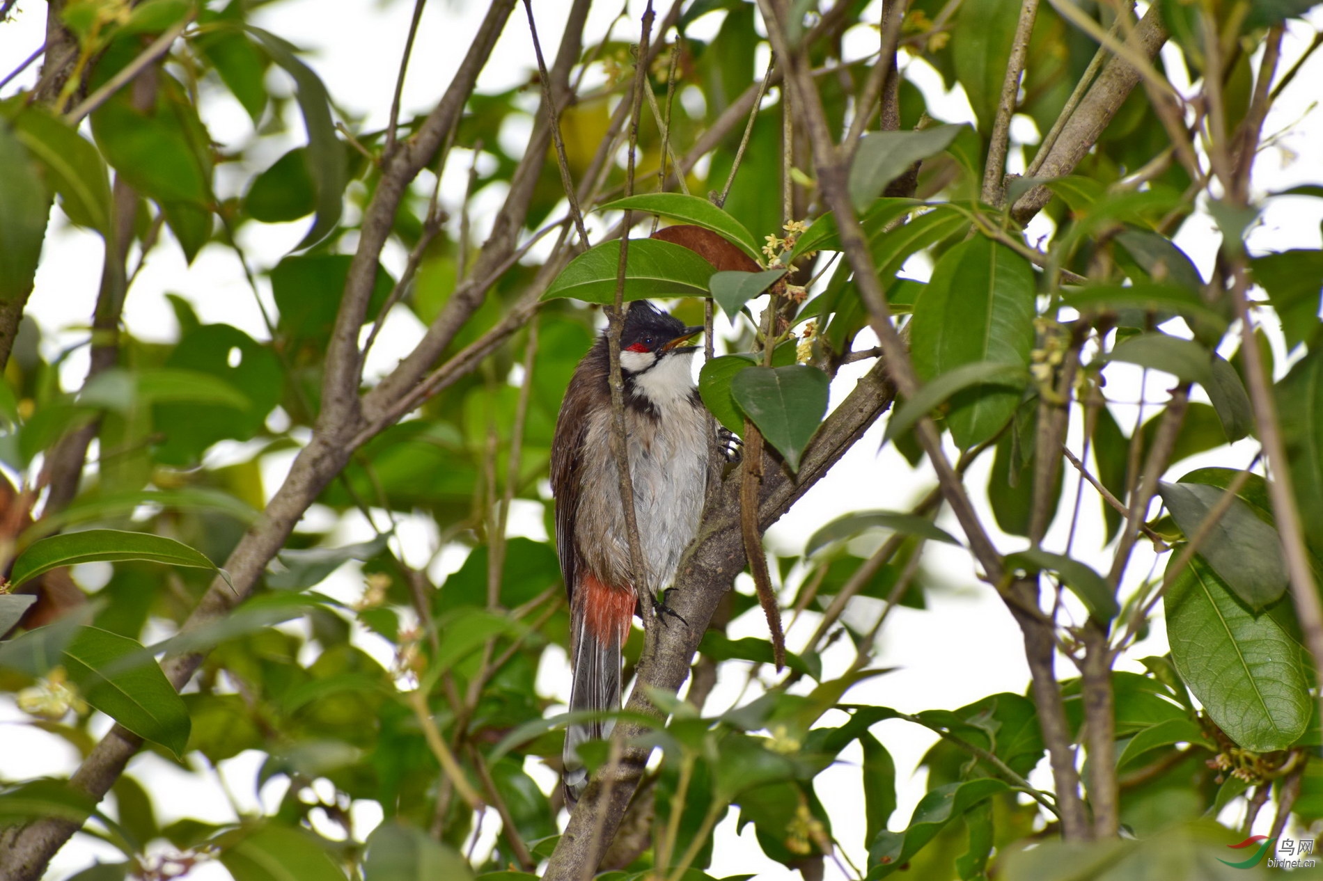 DSC_3195.JPG