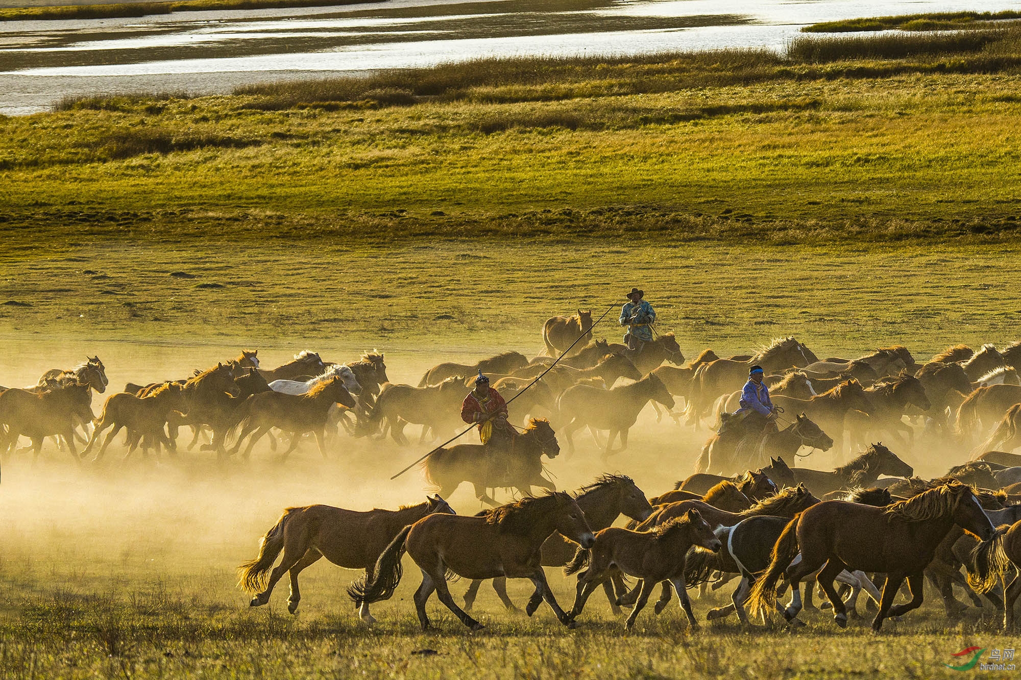 早安鸟网宁夏版——草原牧马