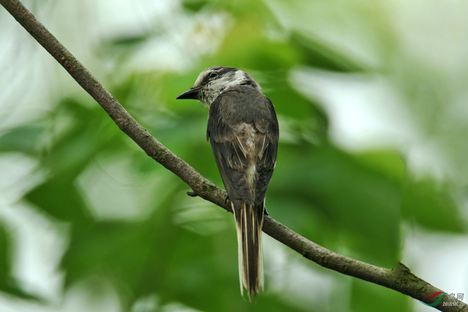 灰山椒鳥