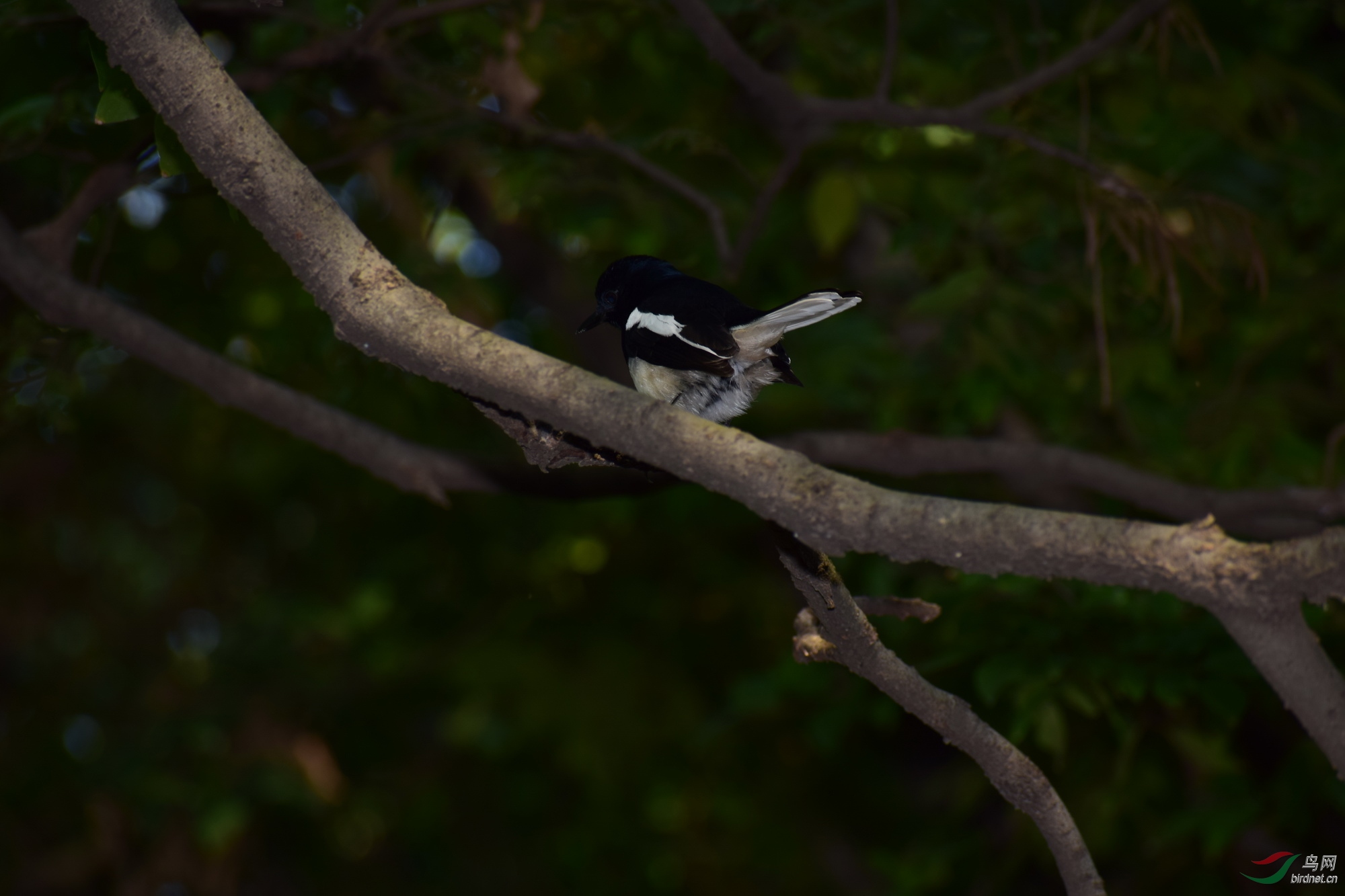 DSC_2981.JPG
