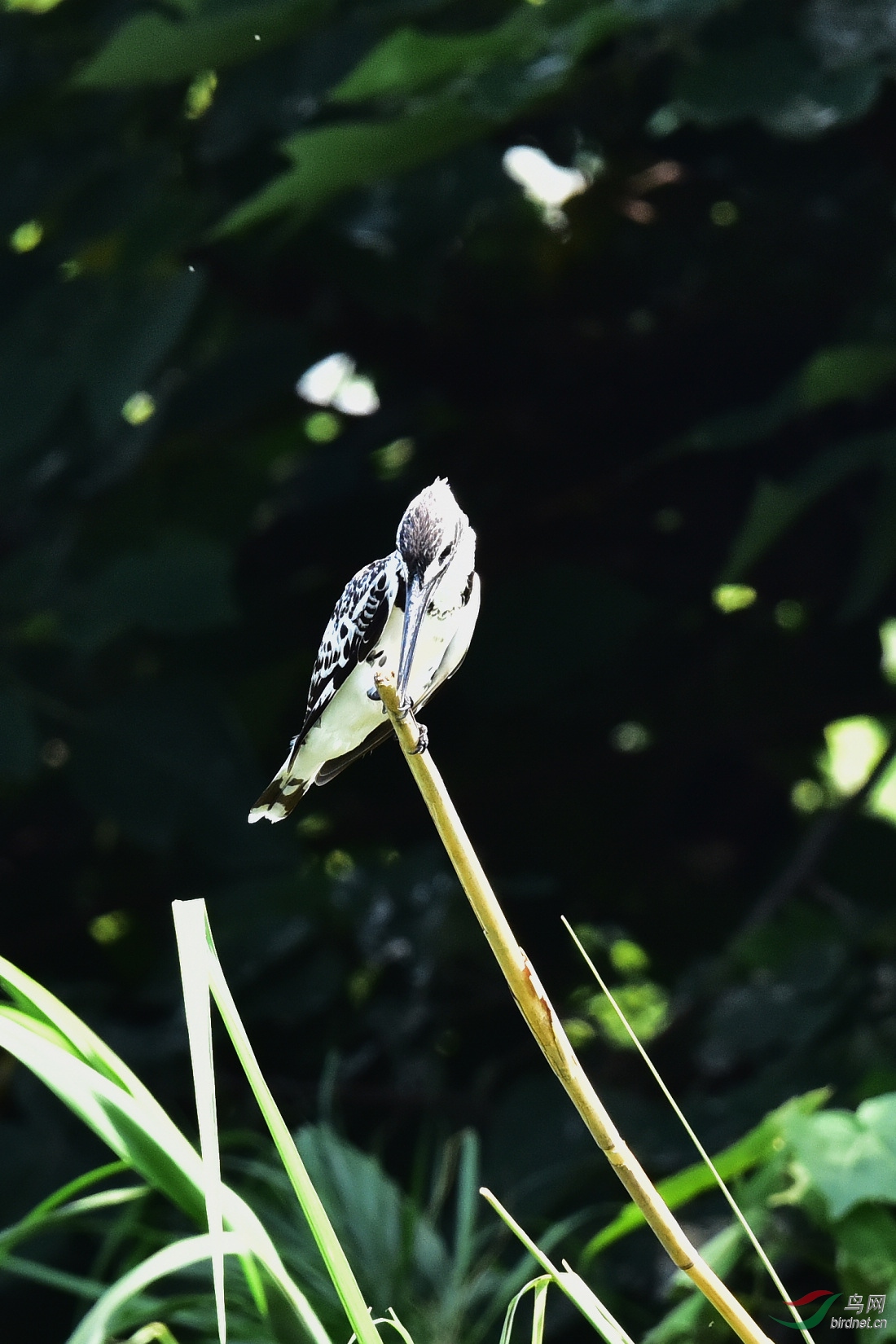 DSC_0069.JPG