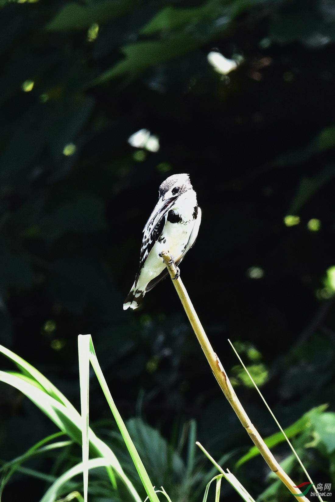 DSC_0071.JPG