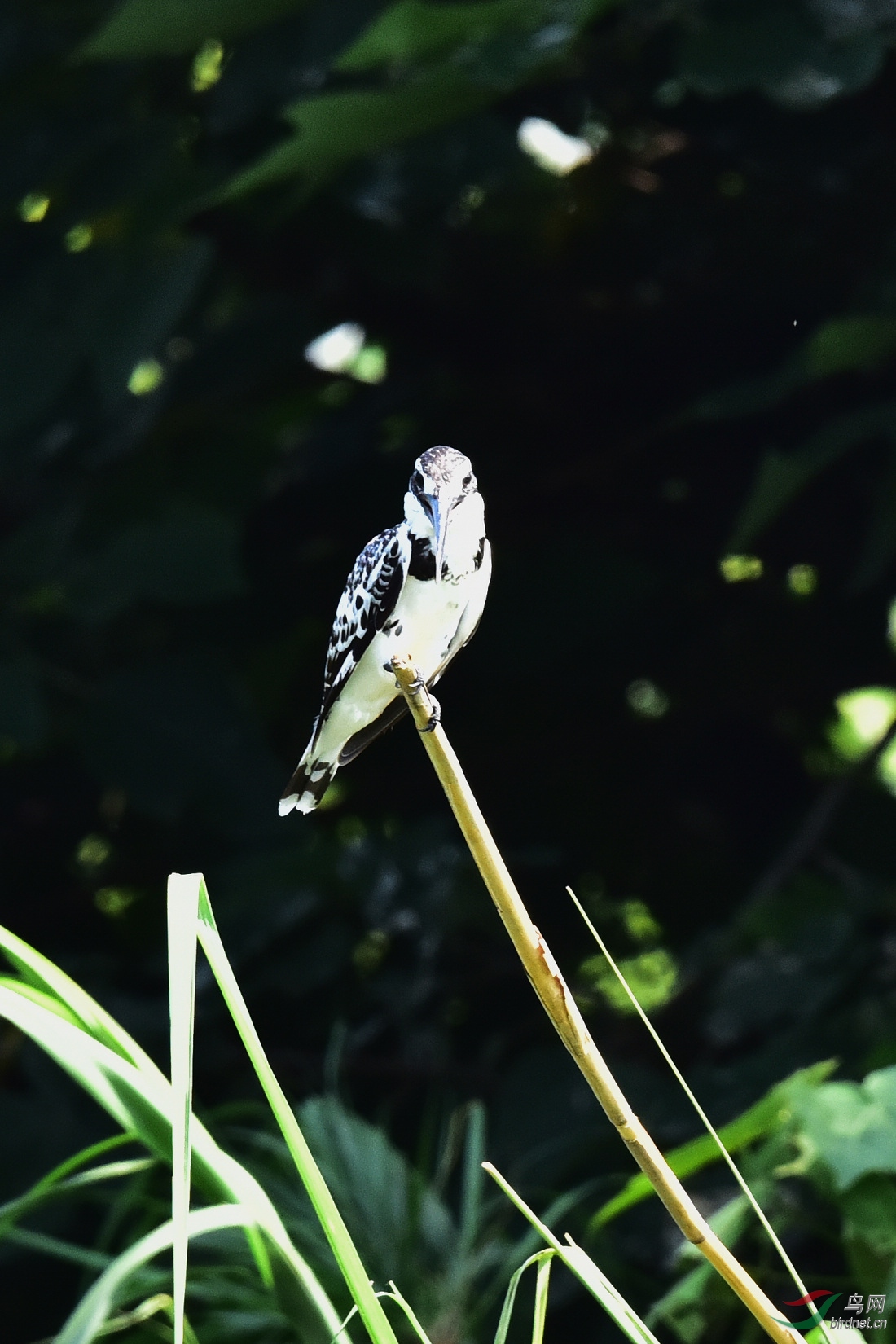 DSC_0072.JPG
