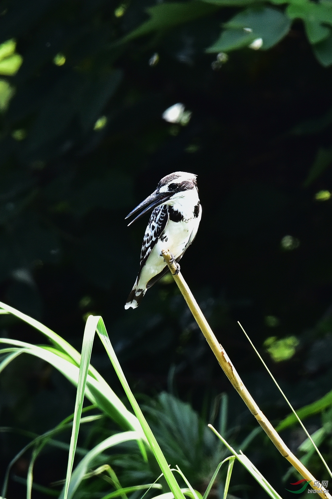 DSC_0080.JPG