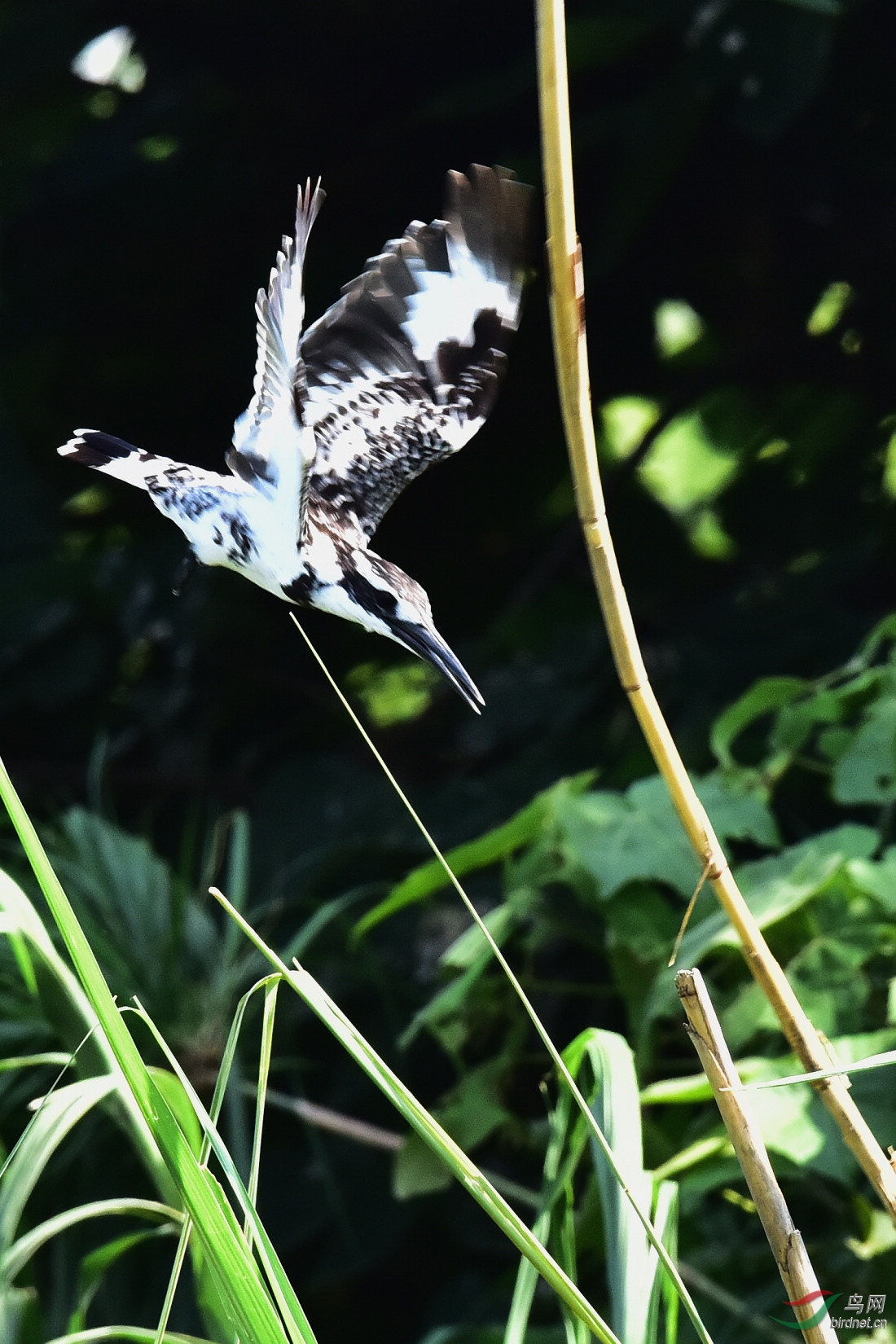 DSC_0082.JPG