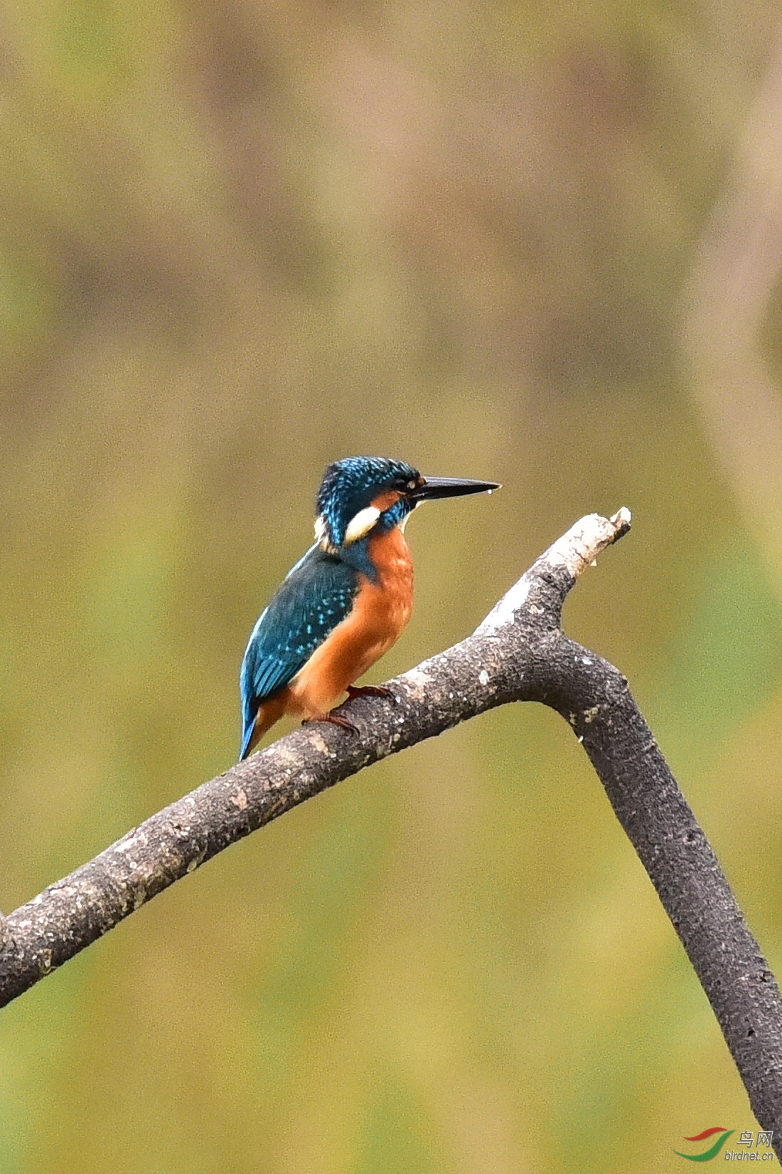 DSC_0086.JPG
