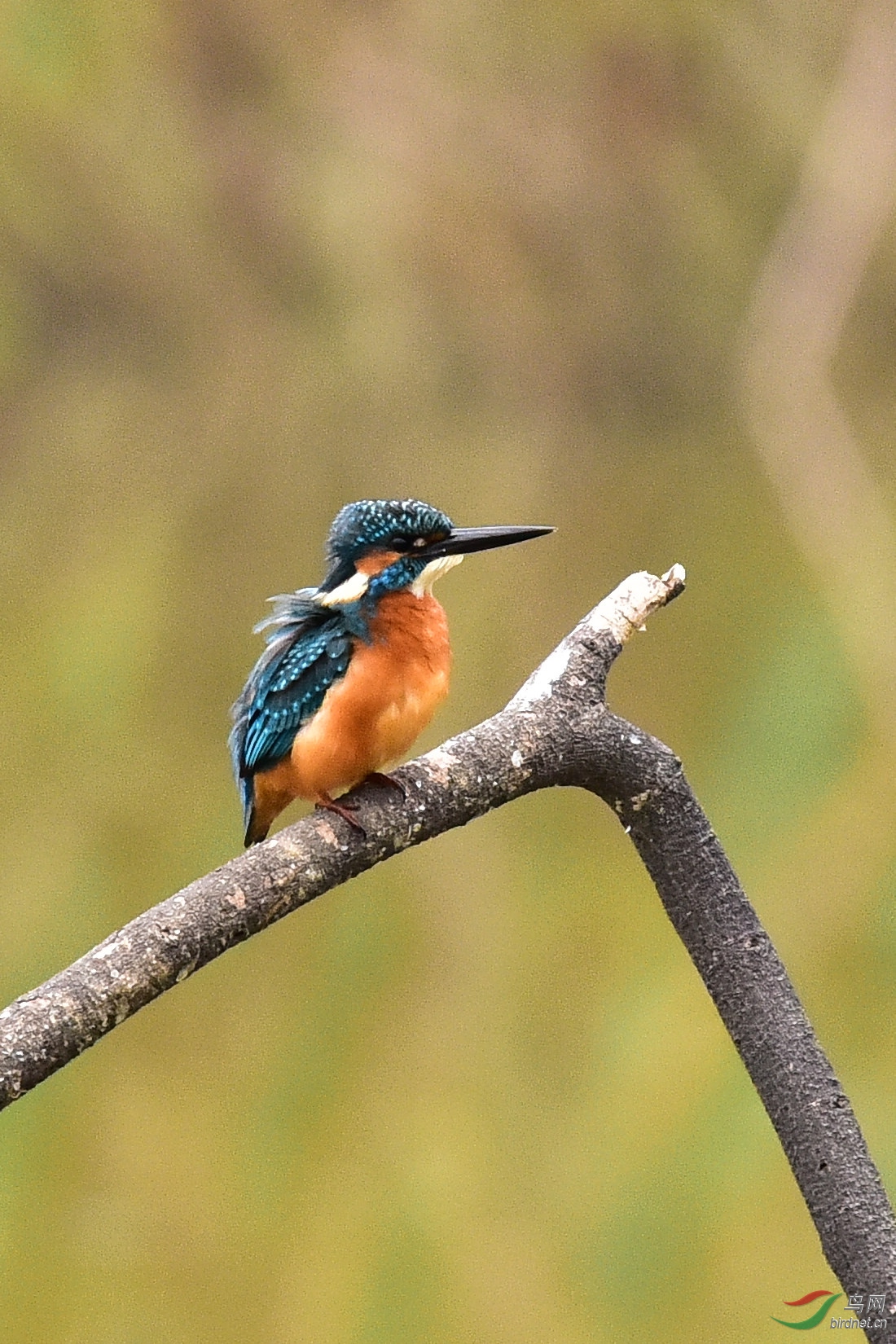 DSC_0090.JPG