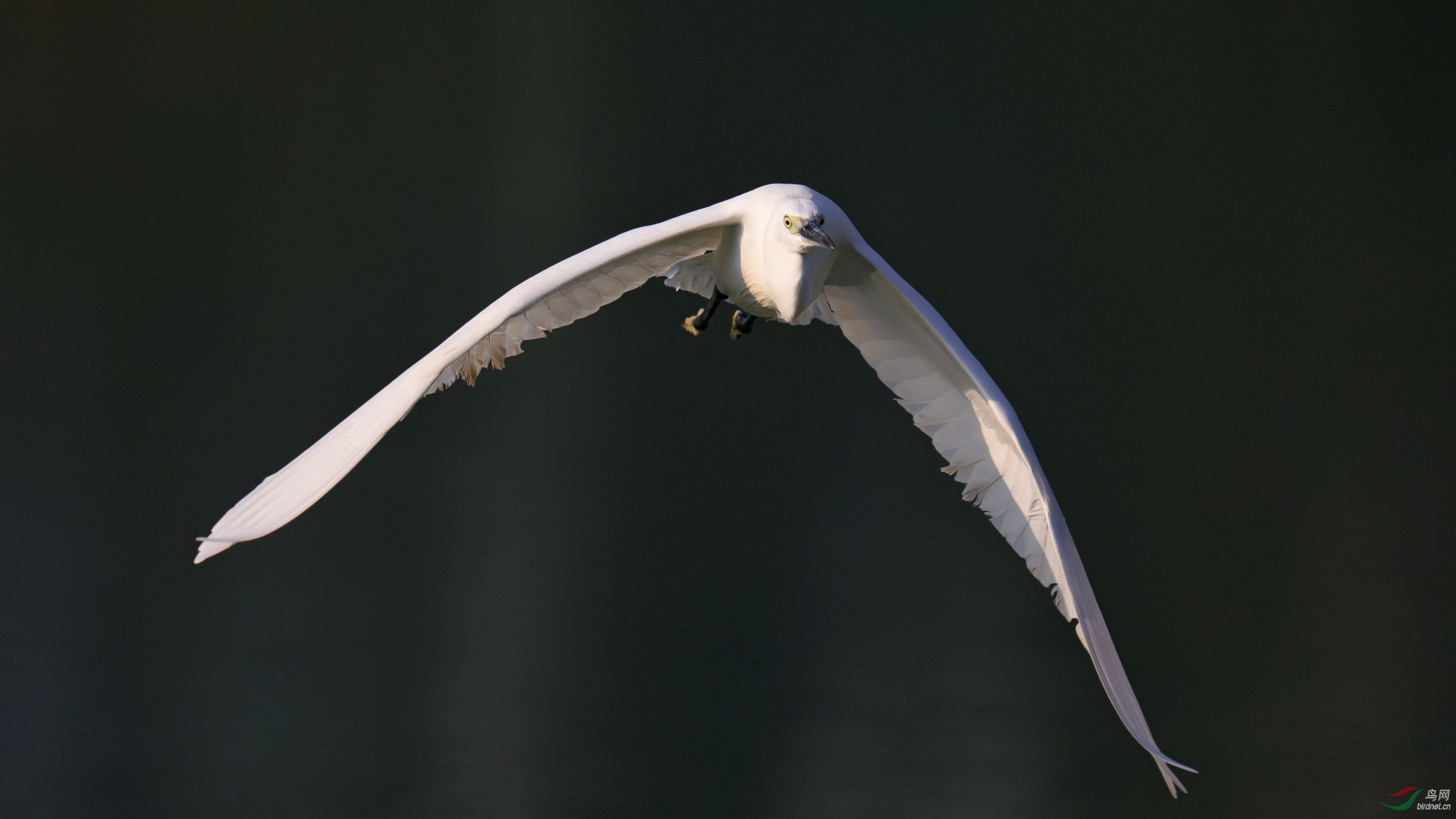 600端手持迎面追焦