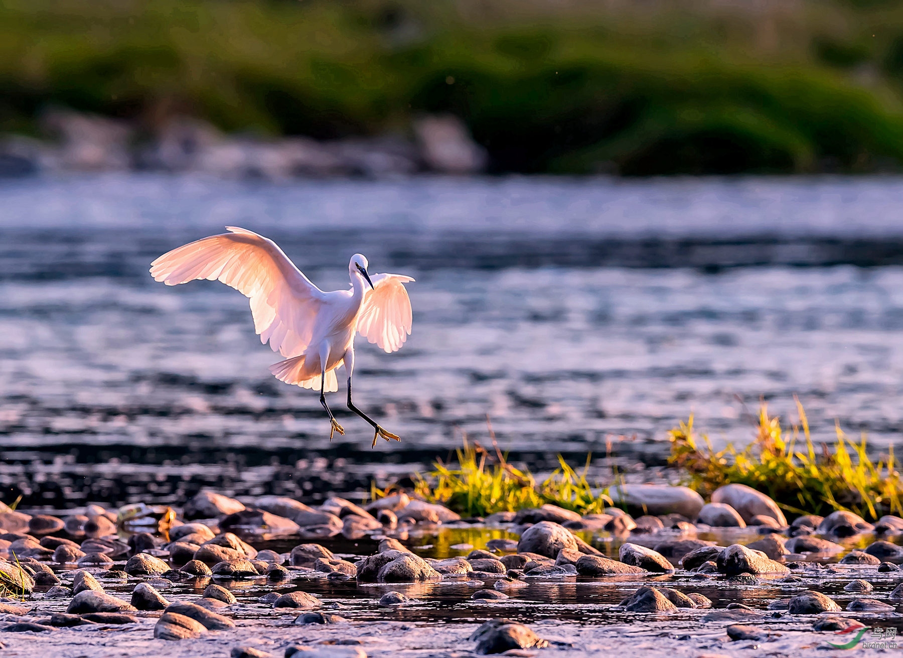 轻飘飘的落下——小白鹭