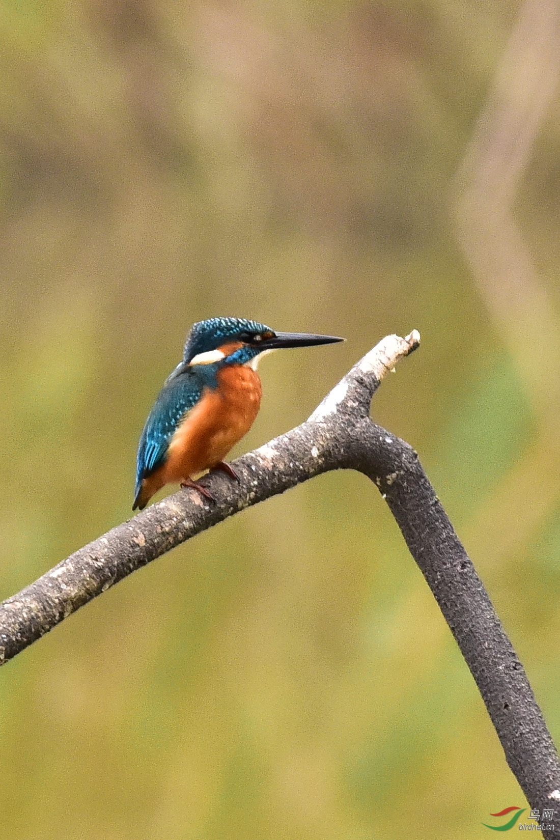 DSC_0092.JPG