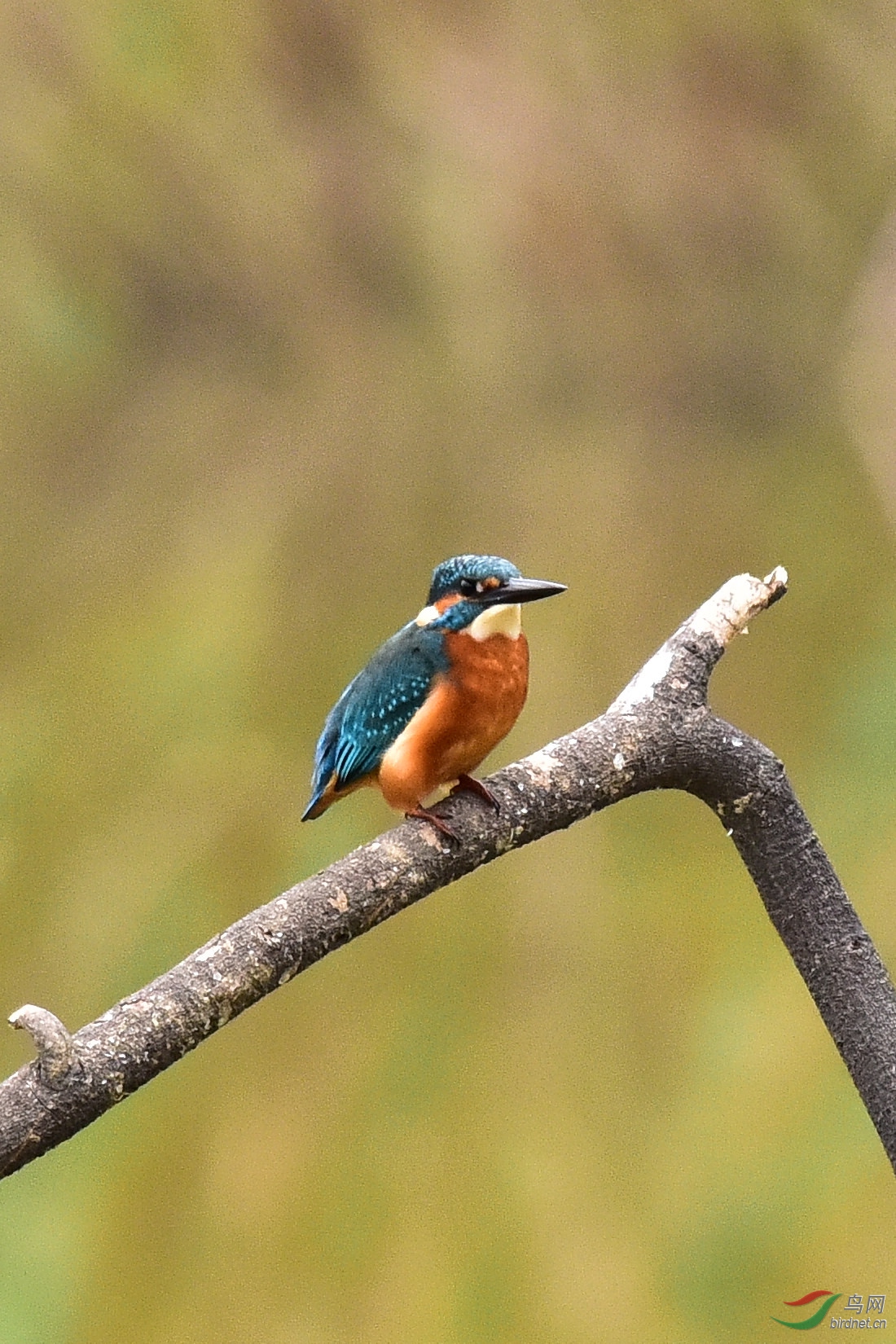 DSC_0094.JPG