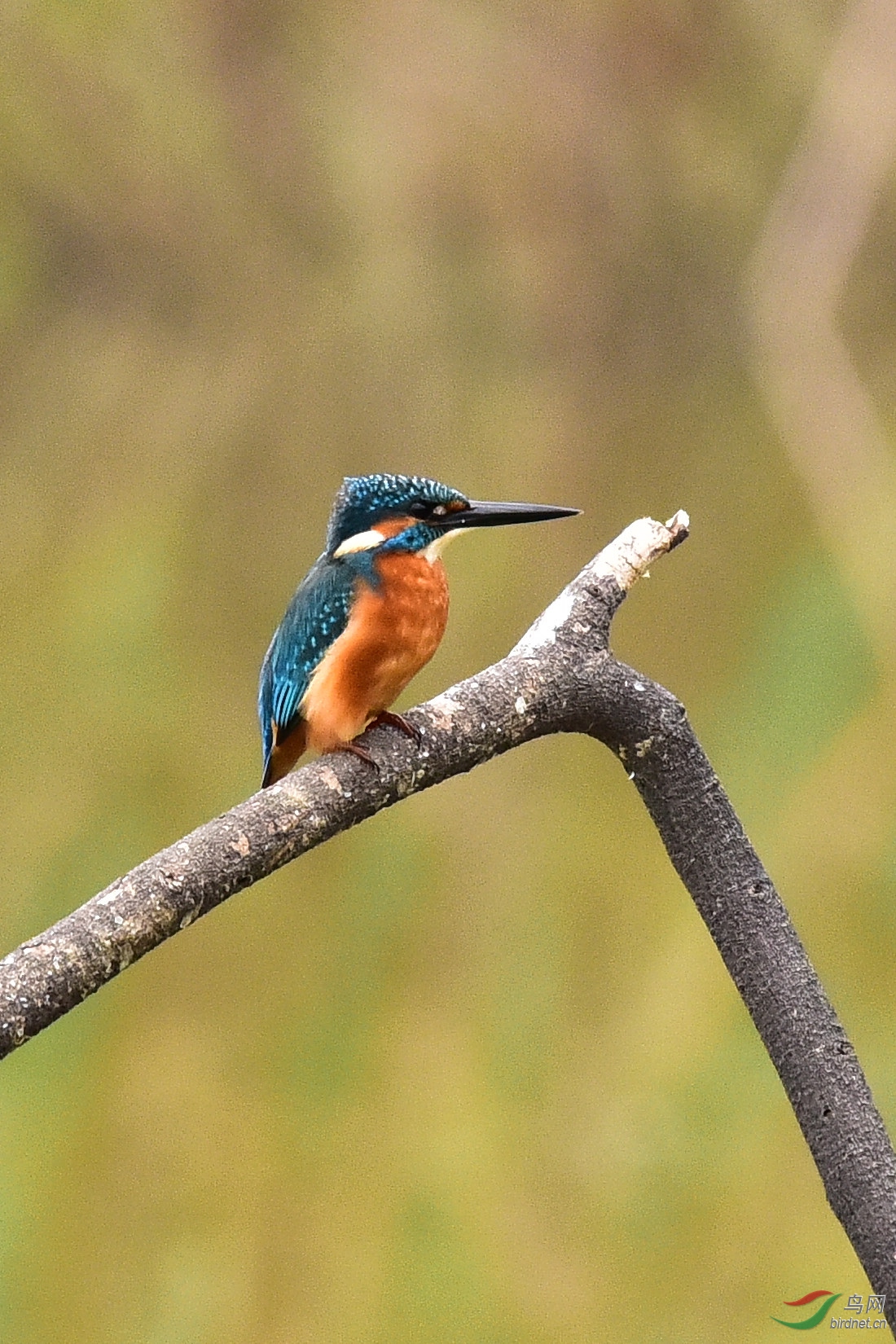DSC_0097.JPG