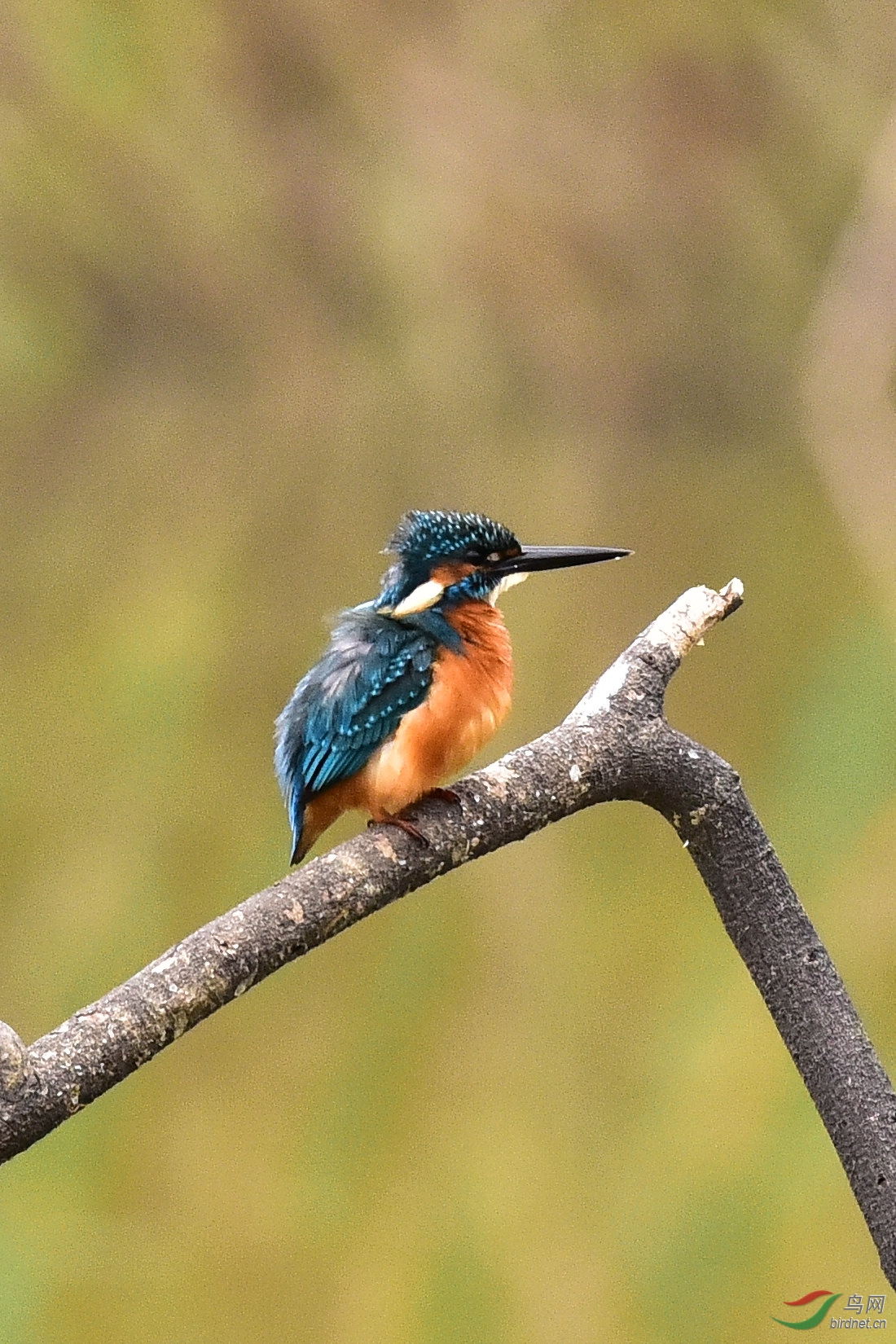 DSC_0098.JPG