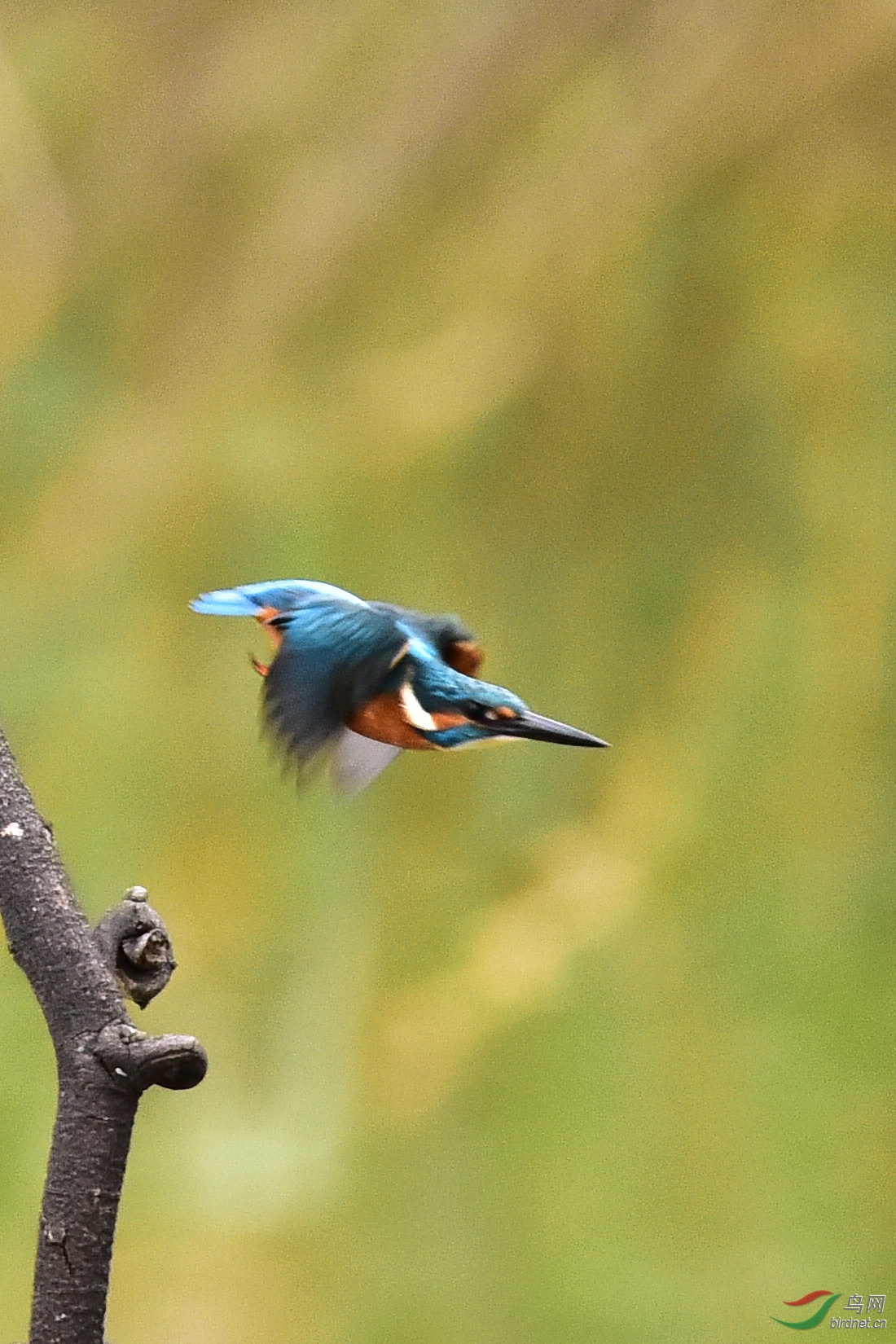 DSC_0099.JPG