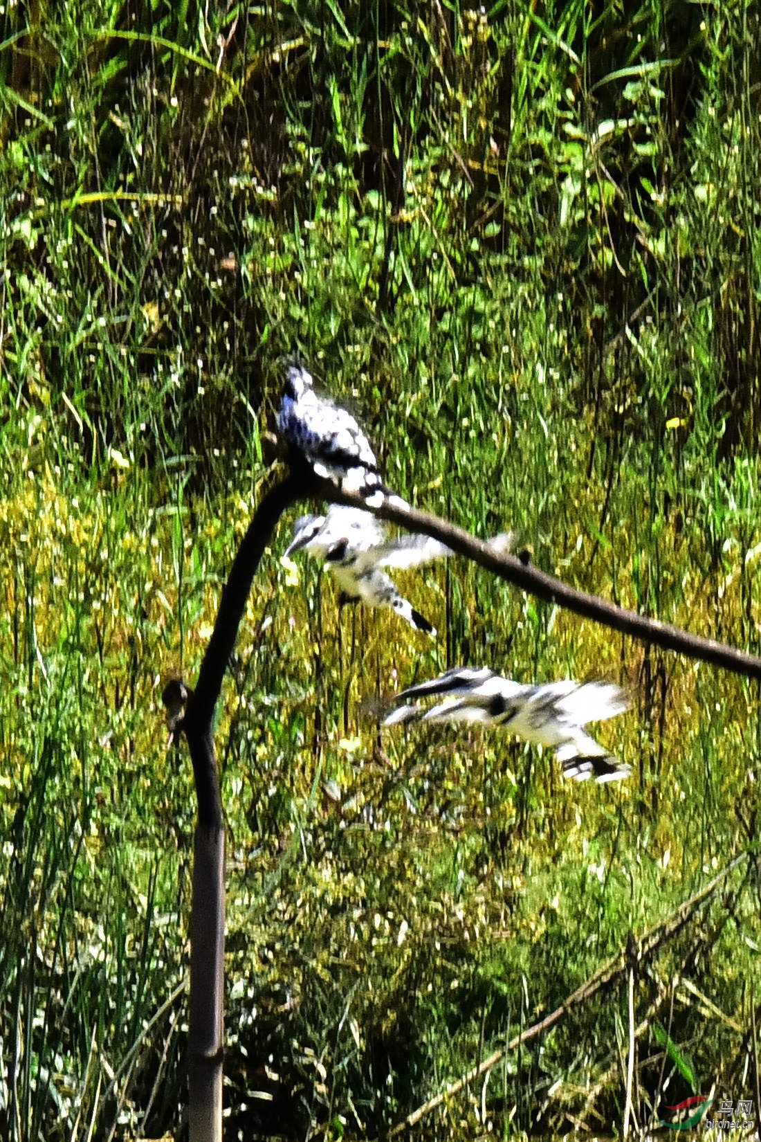 DSC_0102.JPG