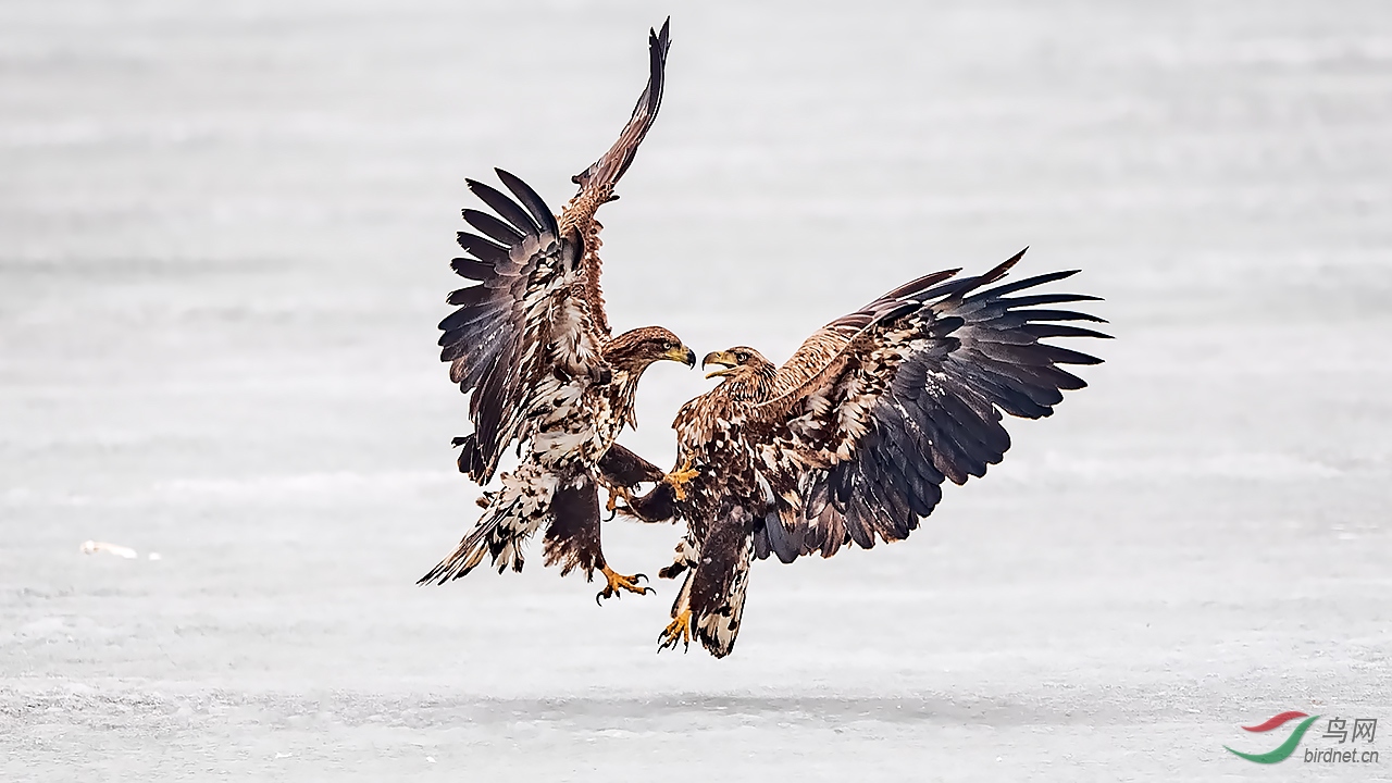 凌空飞腿 - 云南版 yunnan 鸟网
