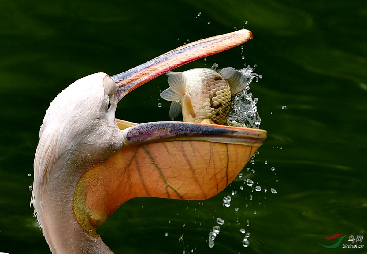 大嘴吃鱼(祝贺荣获·首页鸟类精华)