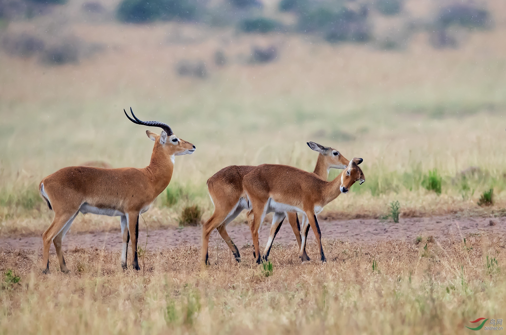 黑斑羚羊(祝贺荣获动首页物精华)