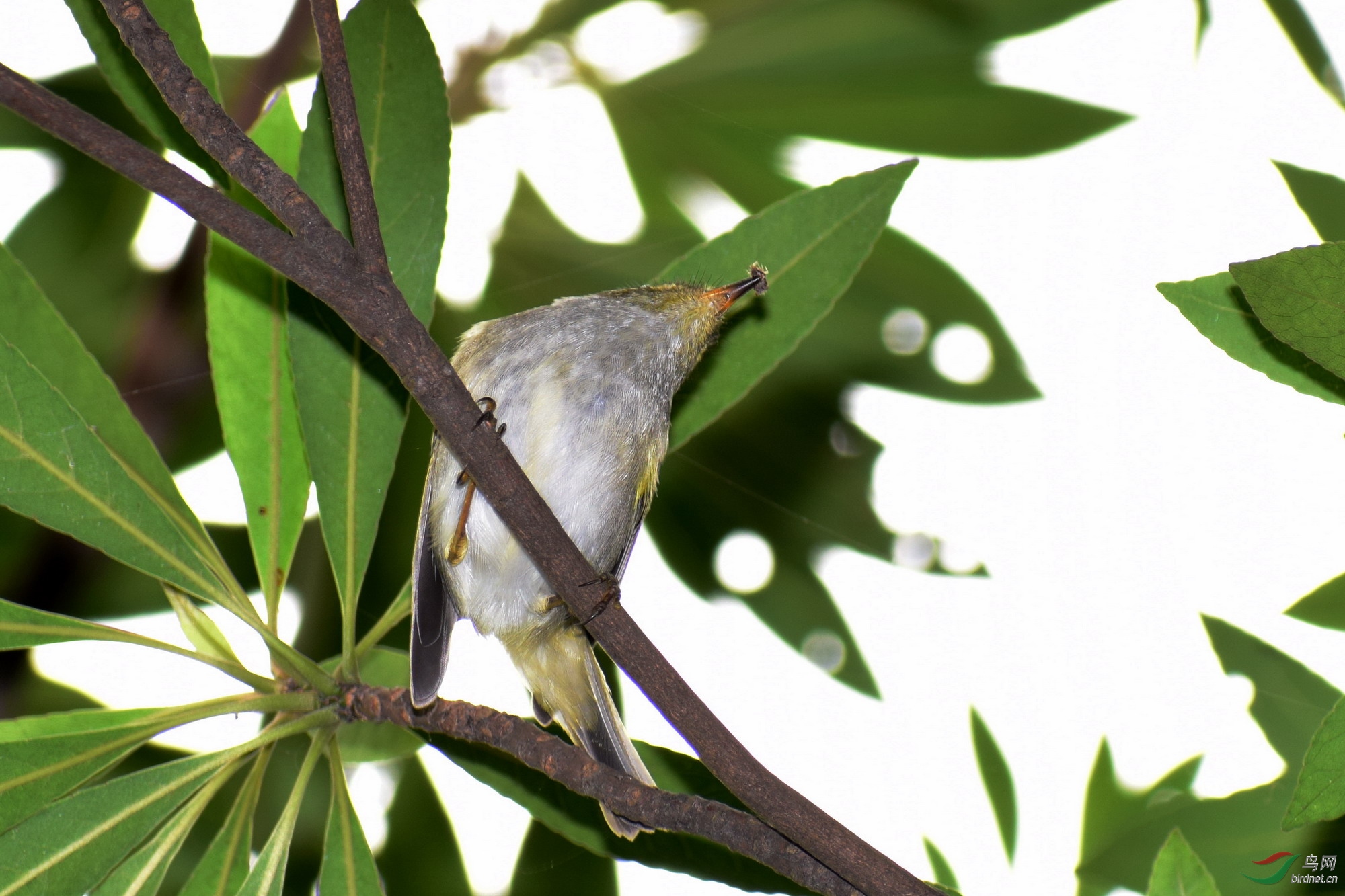 DSC_3319.JPG