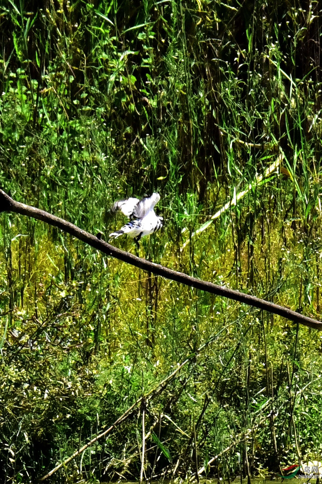 DSC_0115.JPG