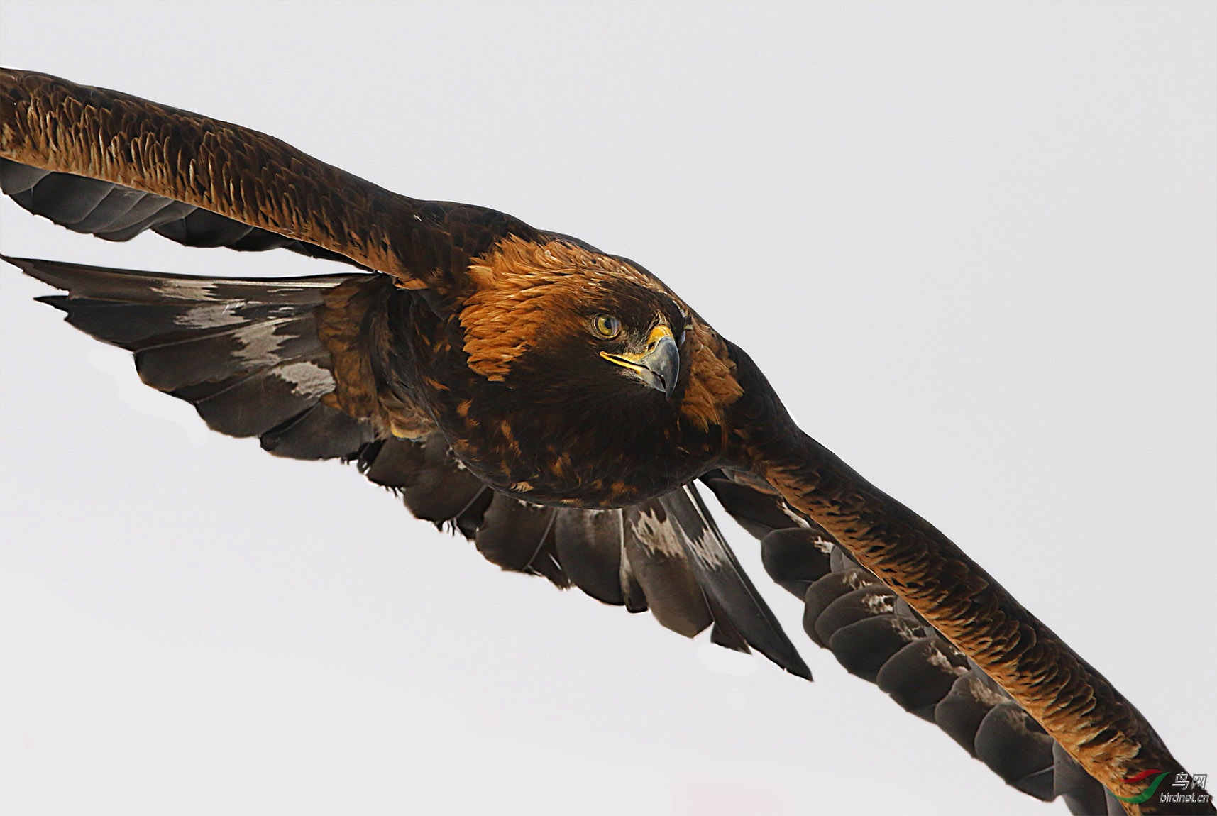 大雕展翅 - 猛禽版 鸟网