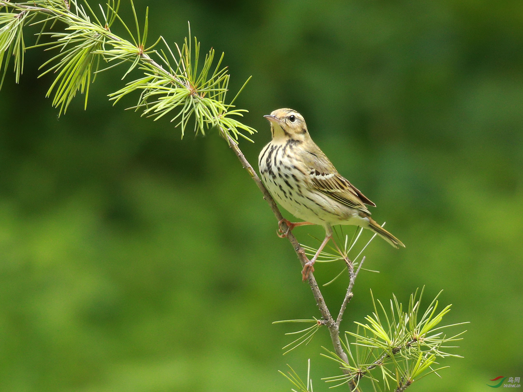 林鸟树鹨北京动物园