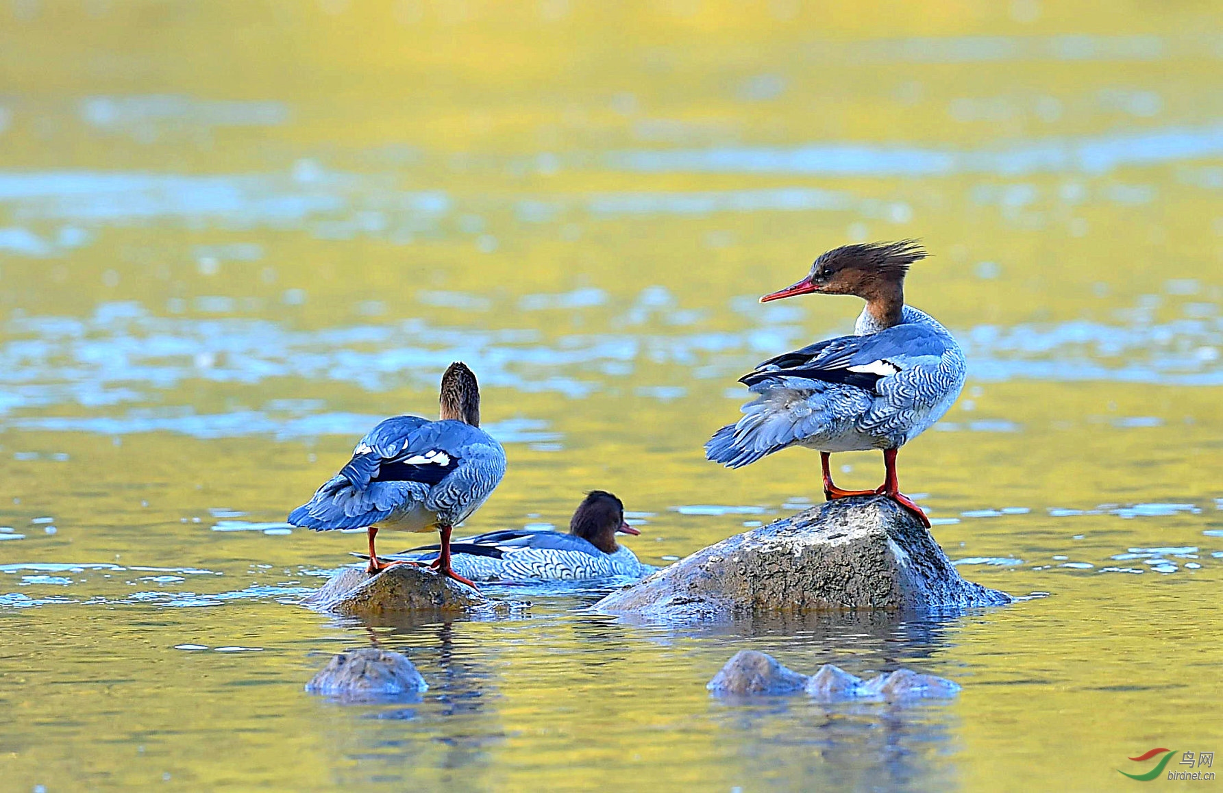 "国鸭"英姿江渚上