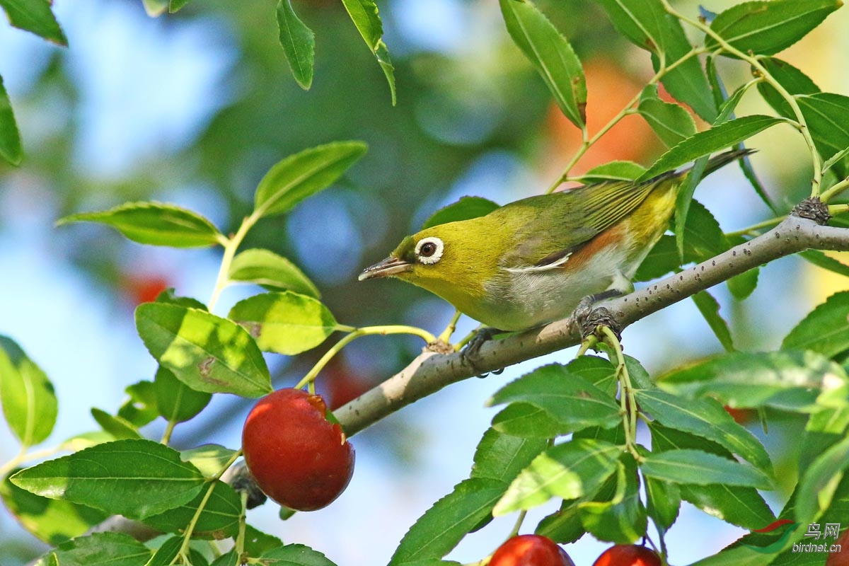绣眼吃枣 - 广西版 guangxi 鸟网