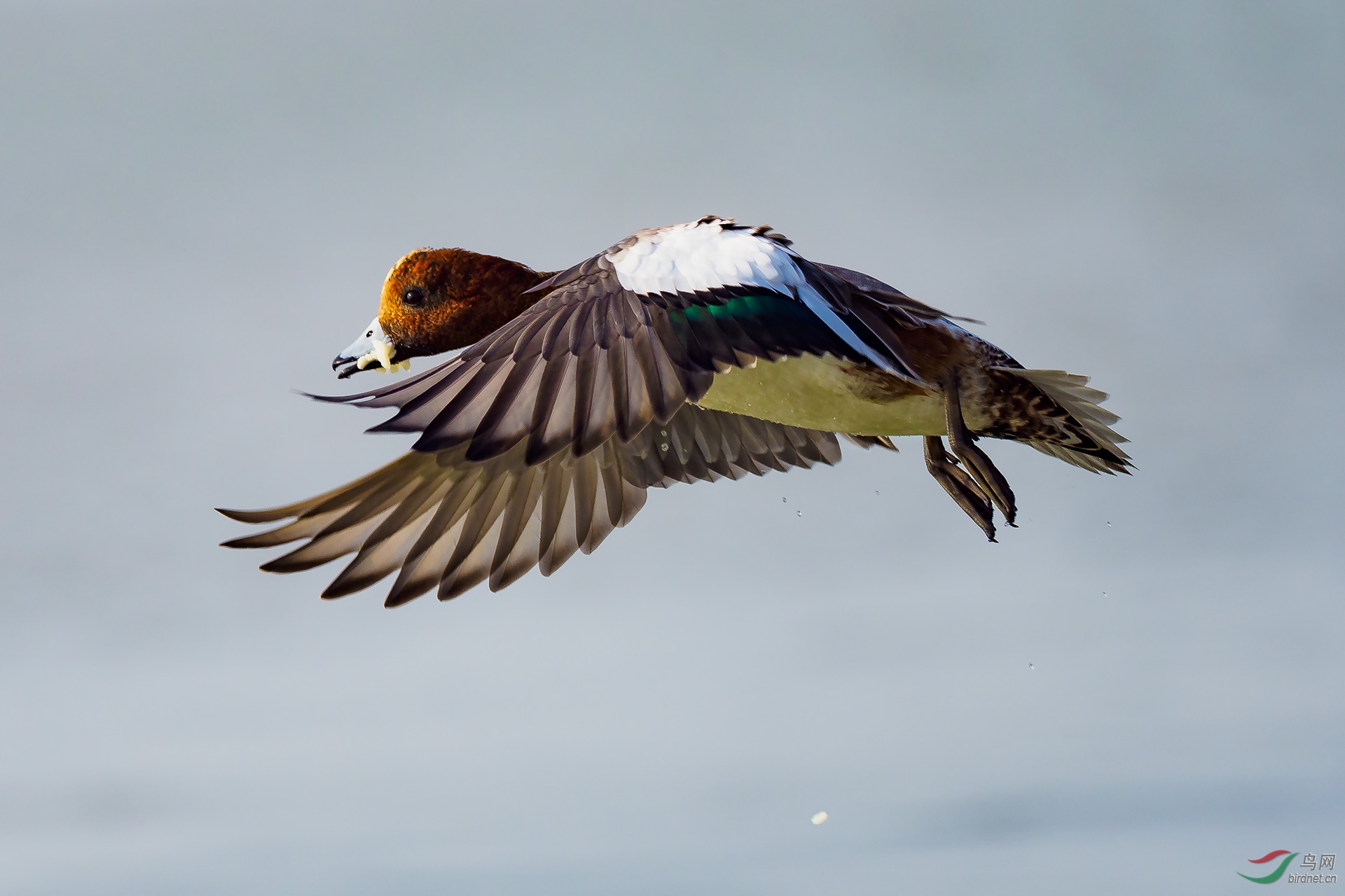 PB246668-ac.jpg