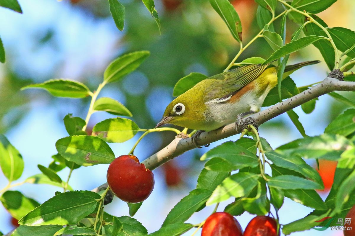 绣眼吃枣 - 黑龙江版 heilongjiang 鸟网
