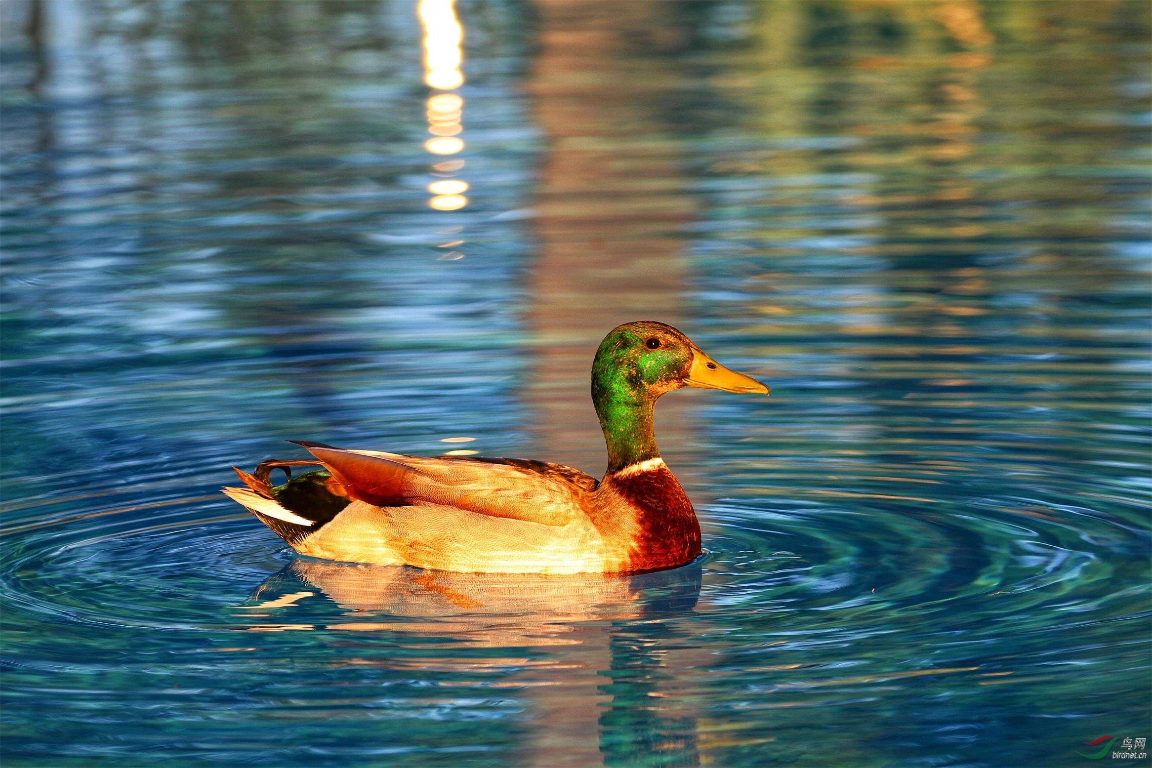 游泳池的绿头鸭